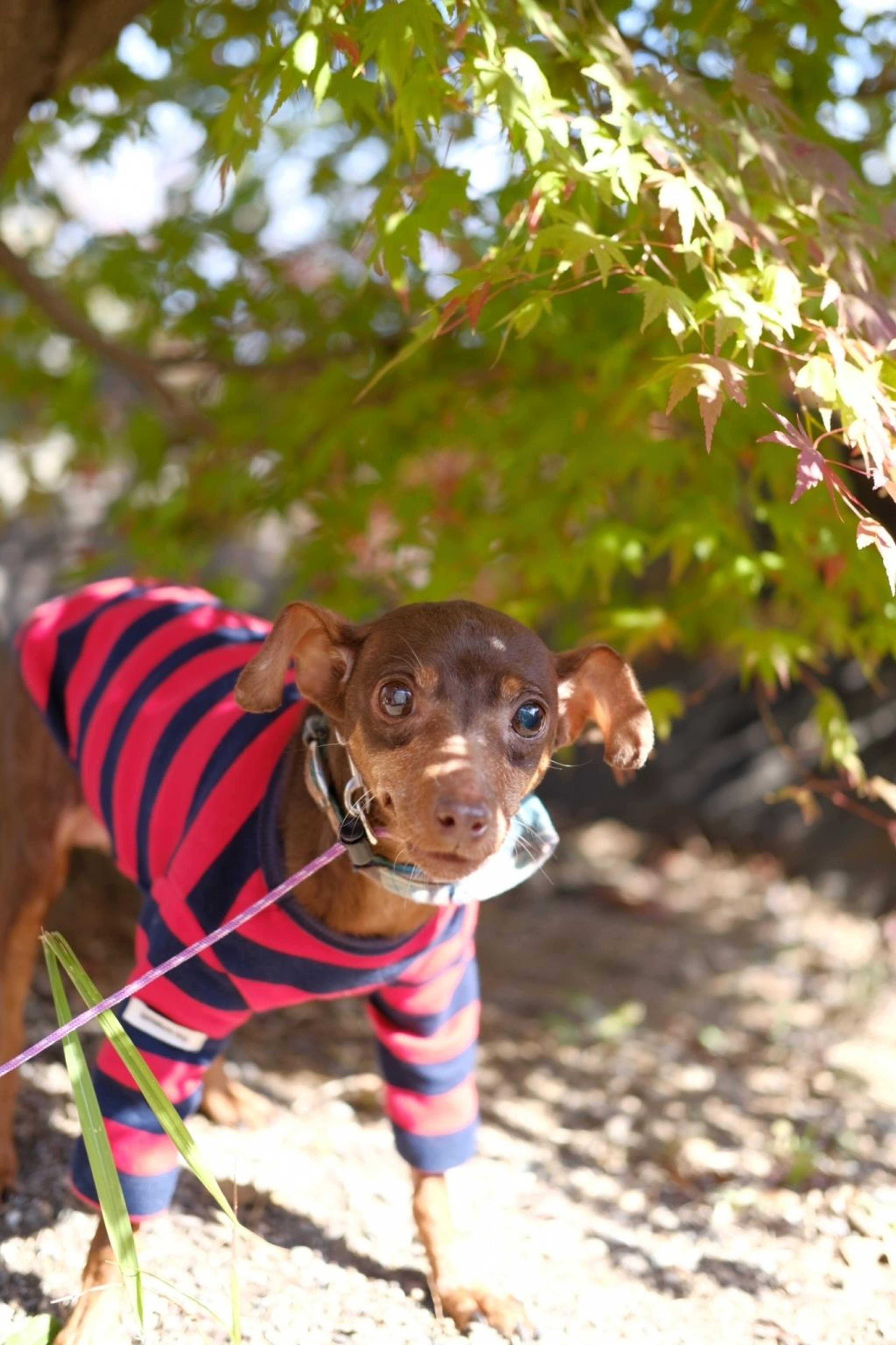 pet-image-4