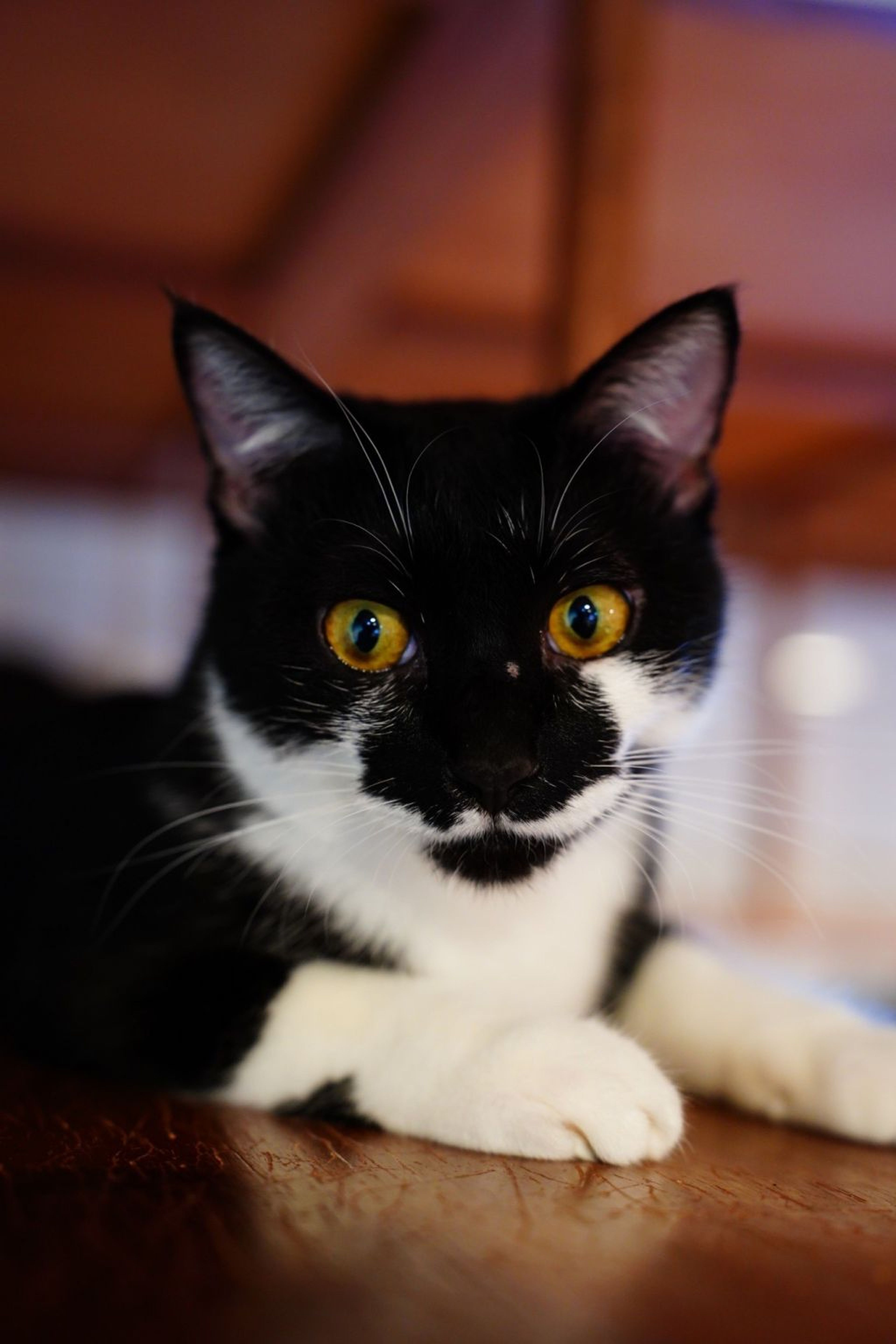 雑種（ミックス猫）・オスの里親募集の写真