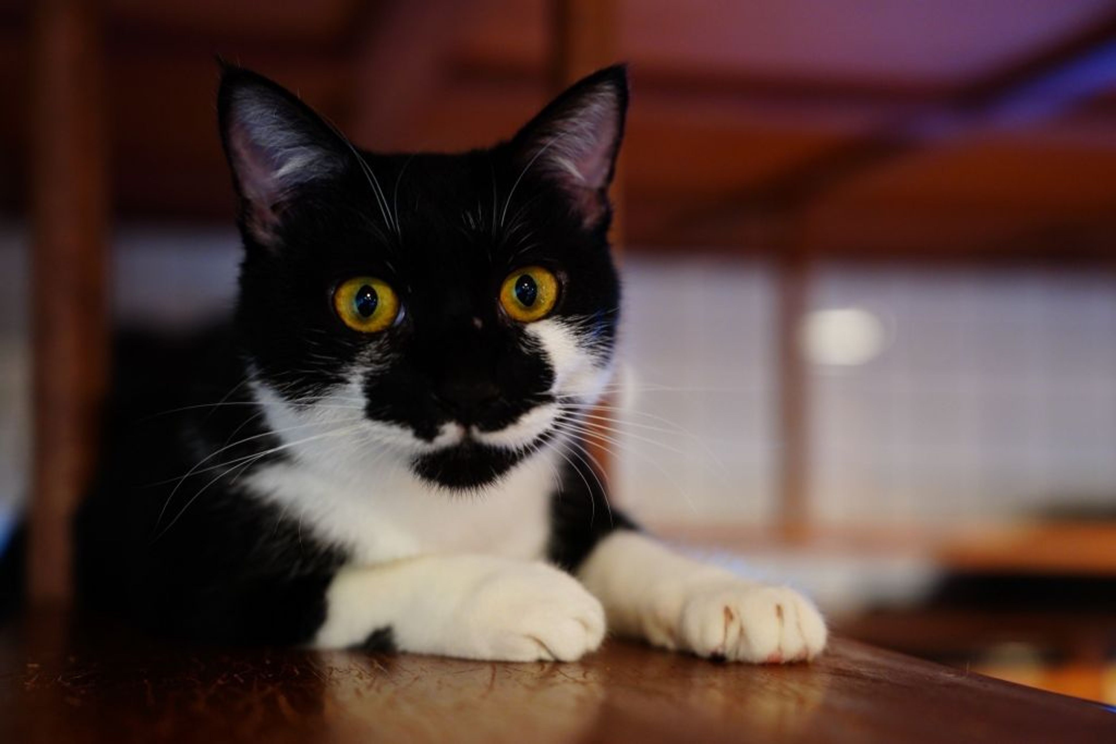 pet-image-3