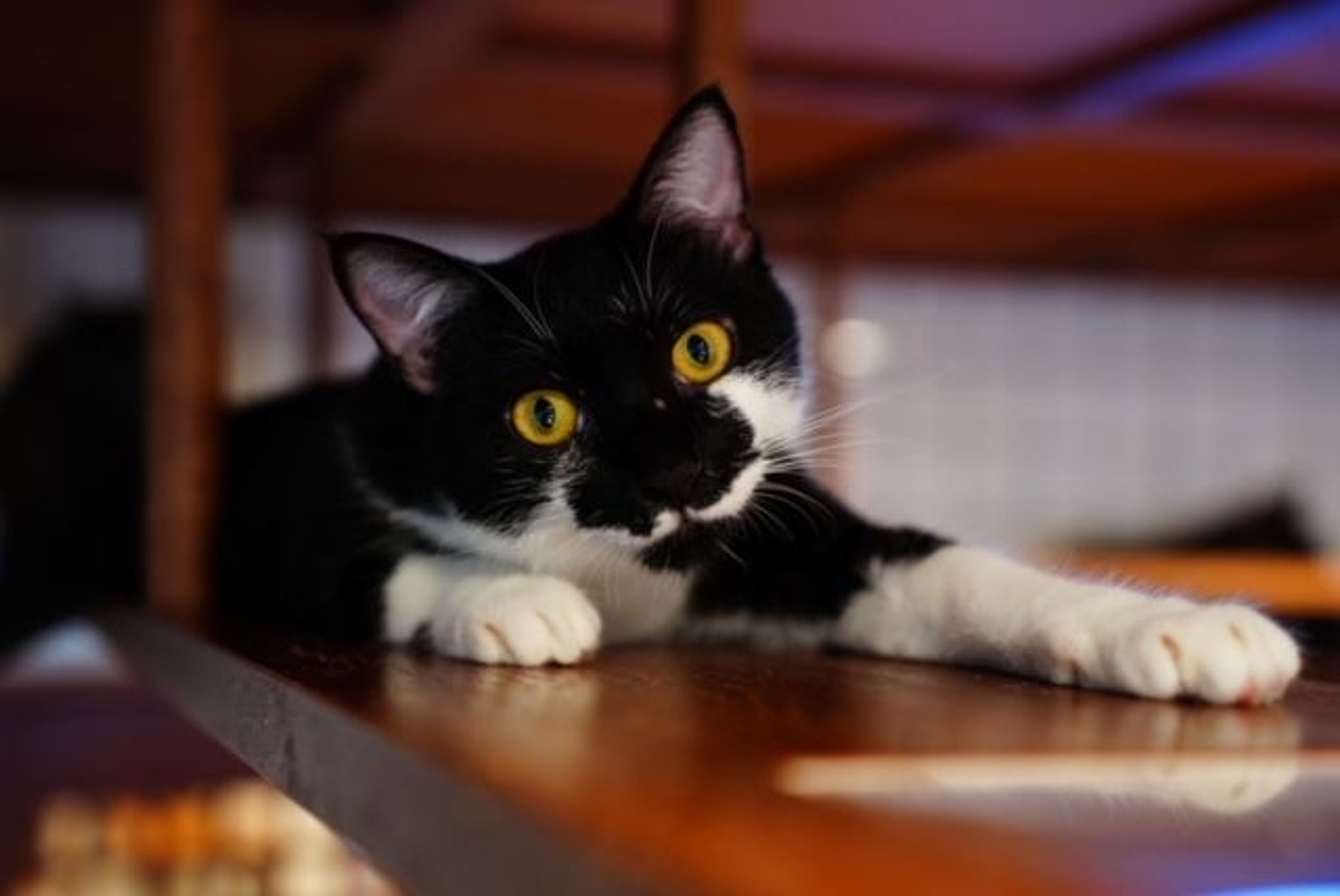 pet-image-4