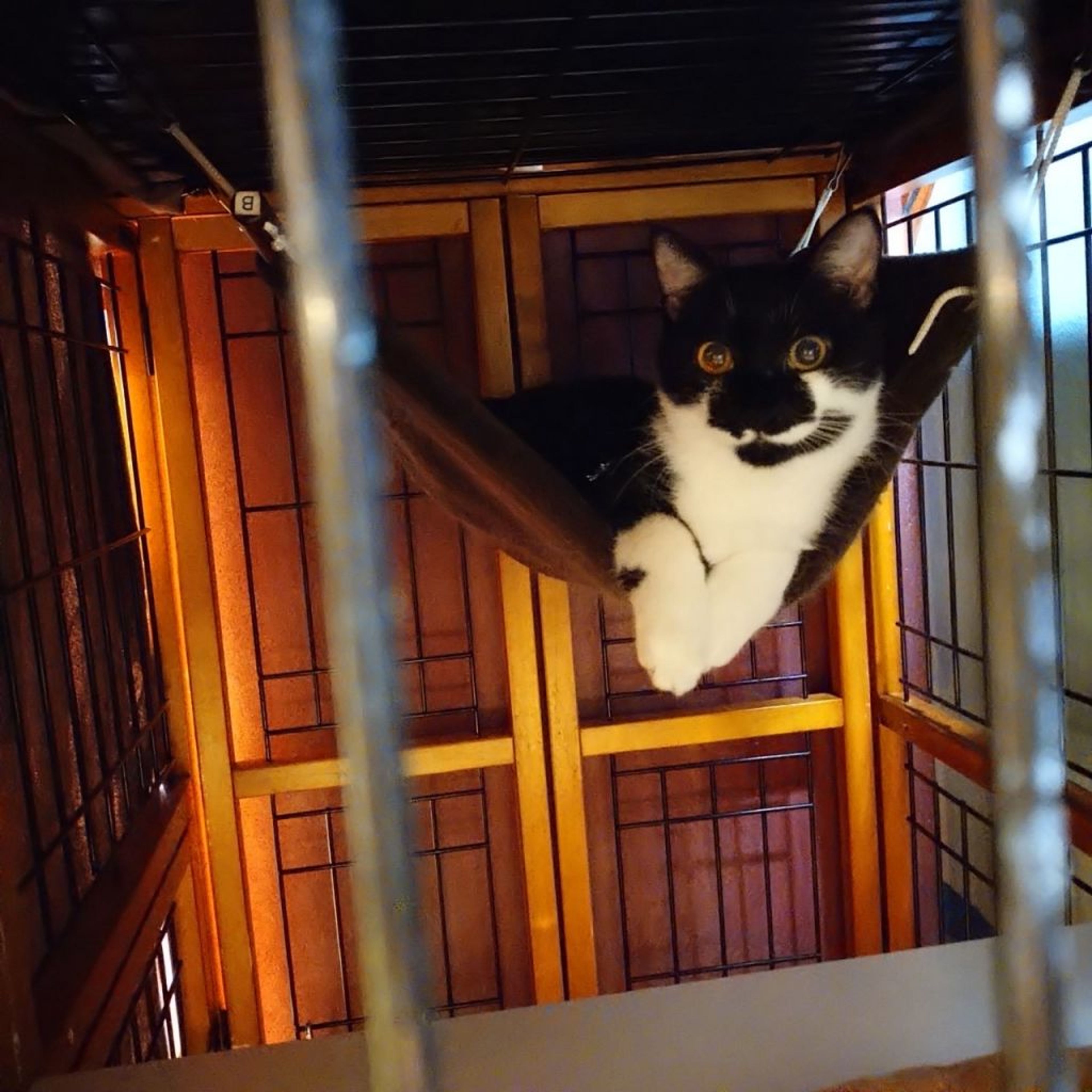 pet-image-5