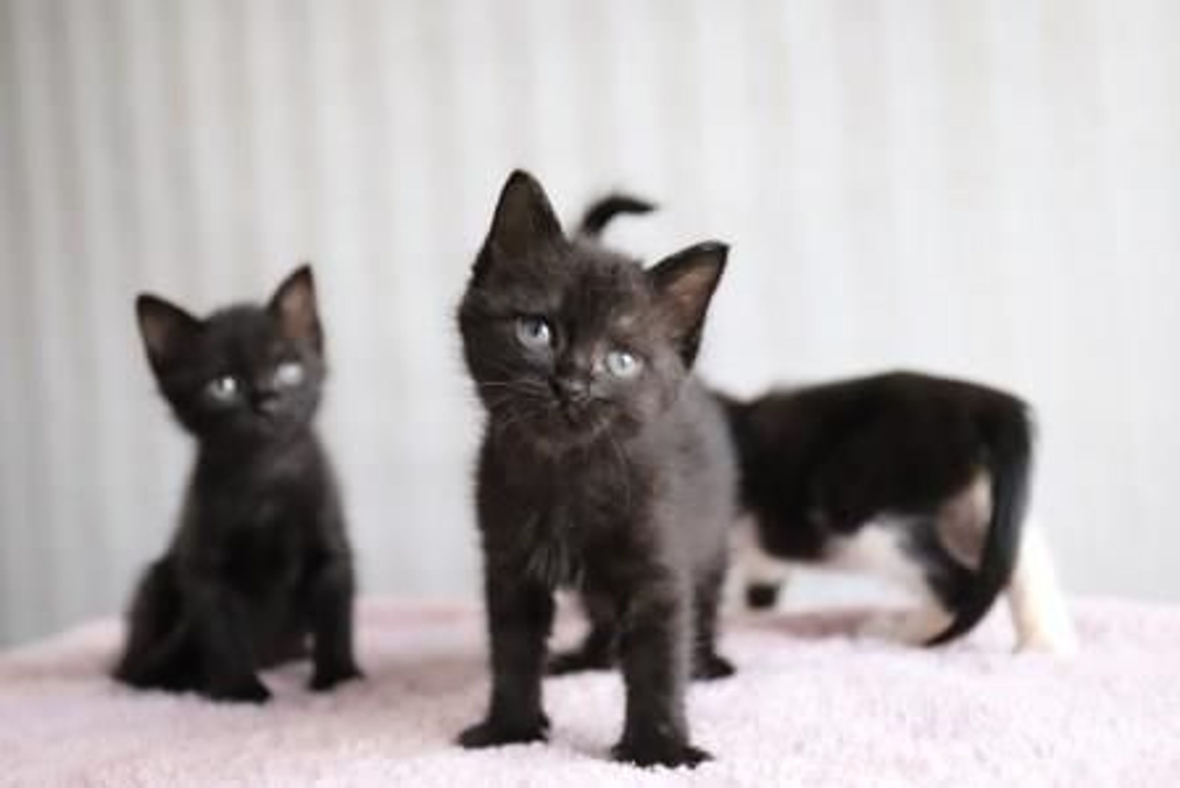 雑種（ミックス猫）・メスの里親募集の写真