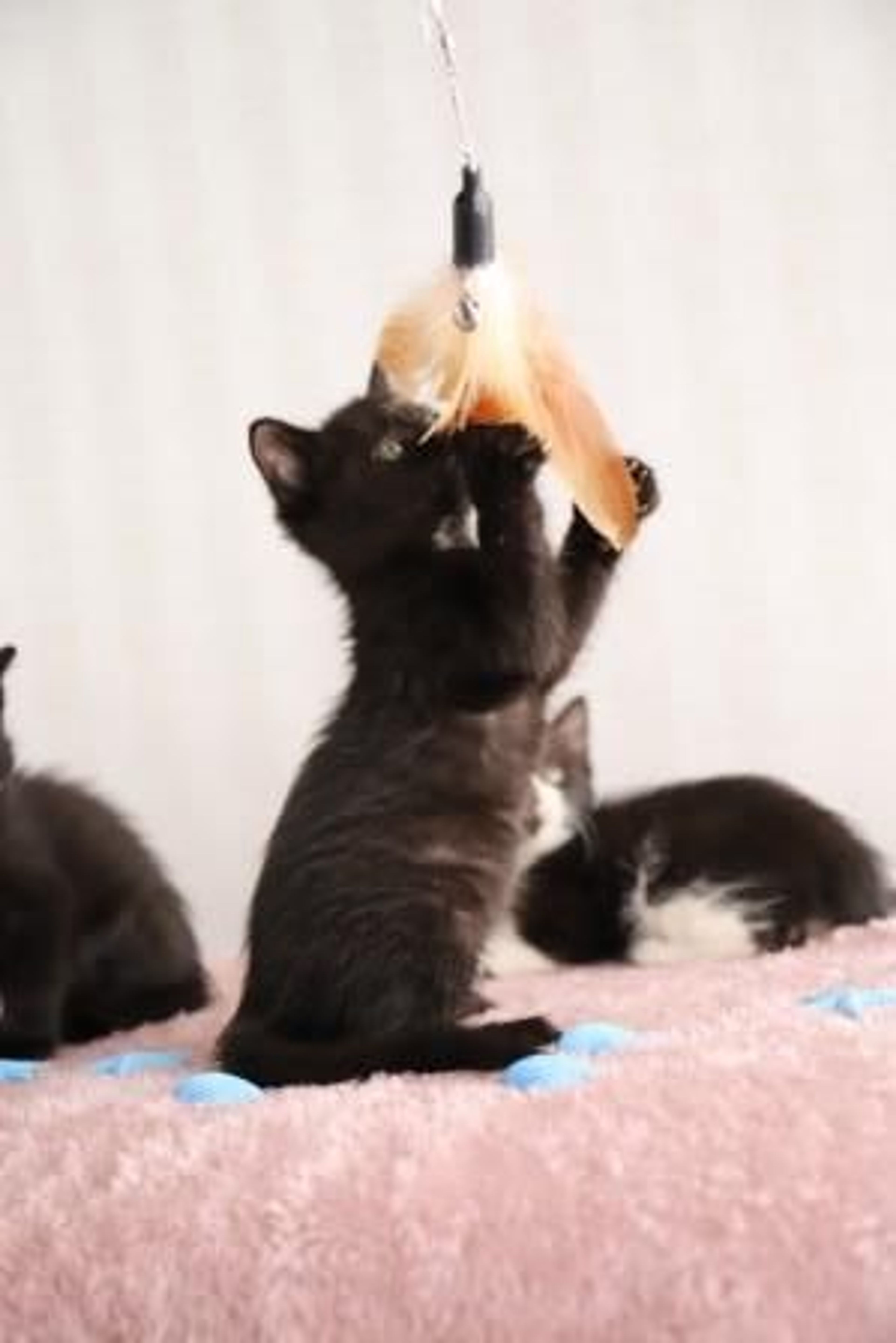 pet-image-4