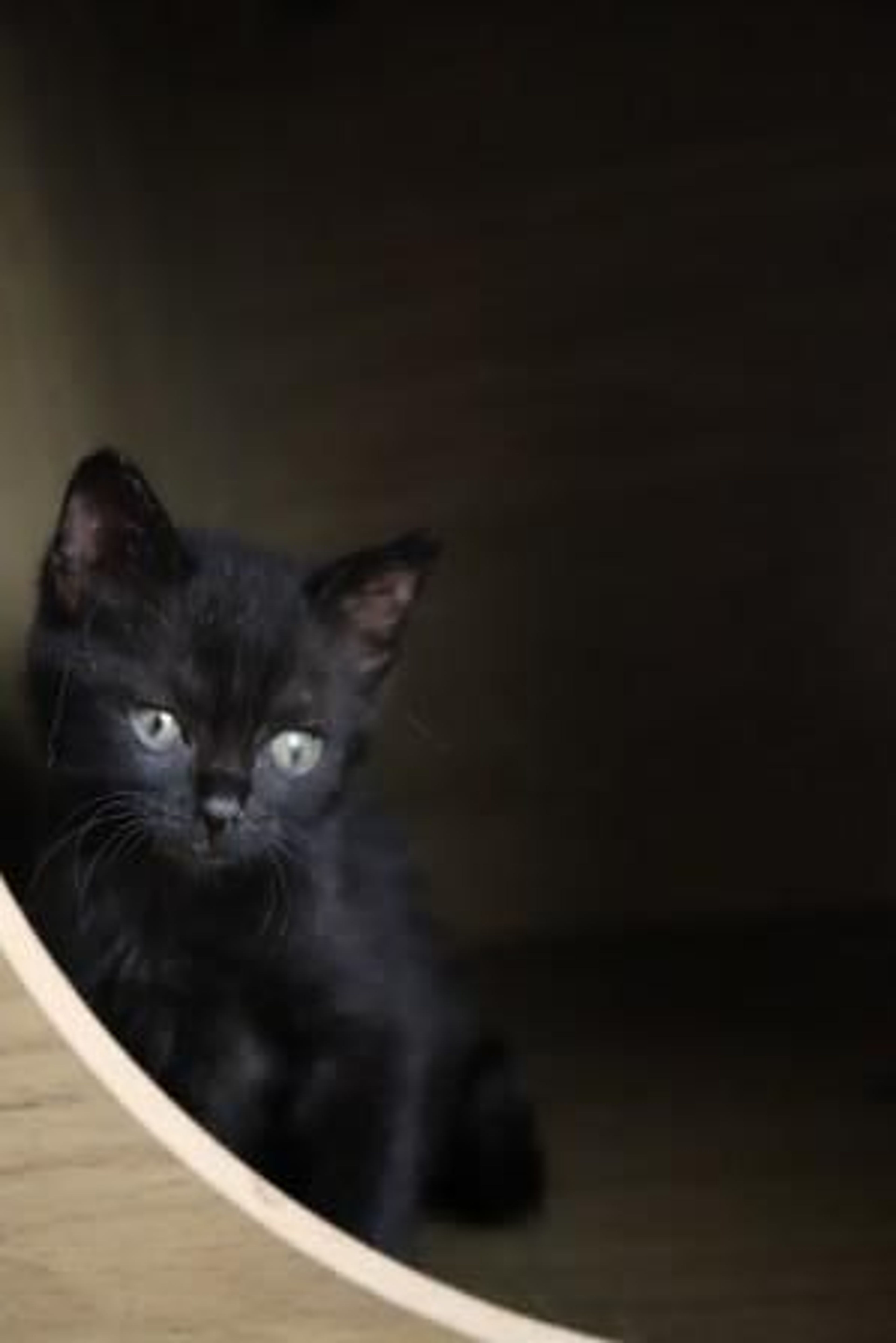 pet-image-5