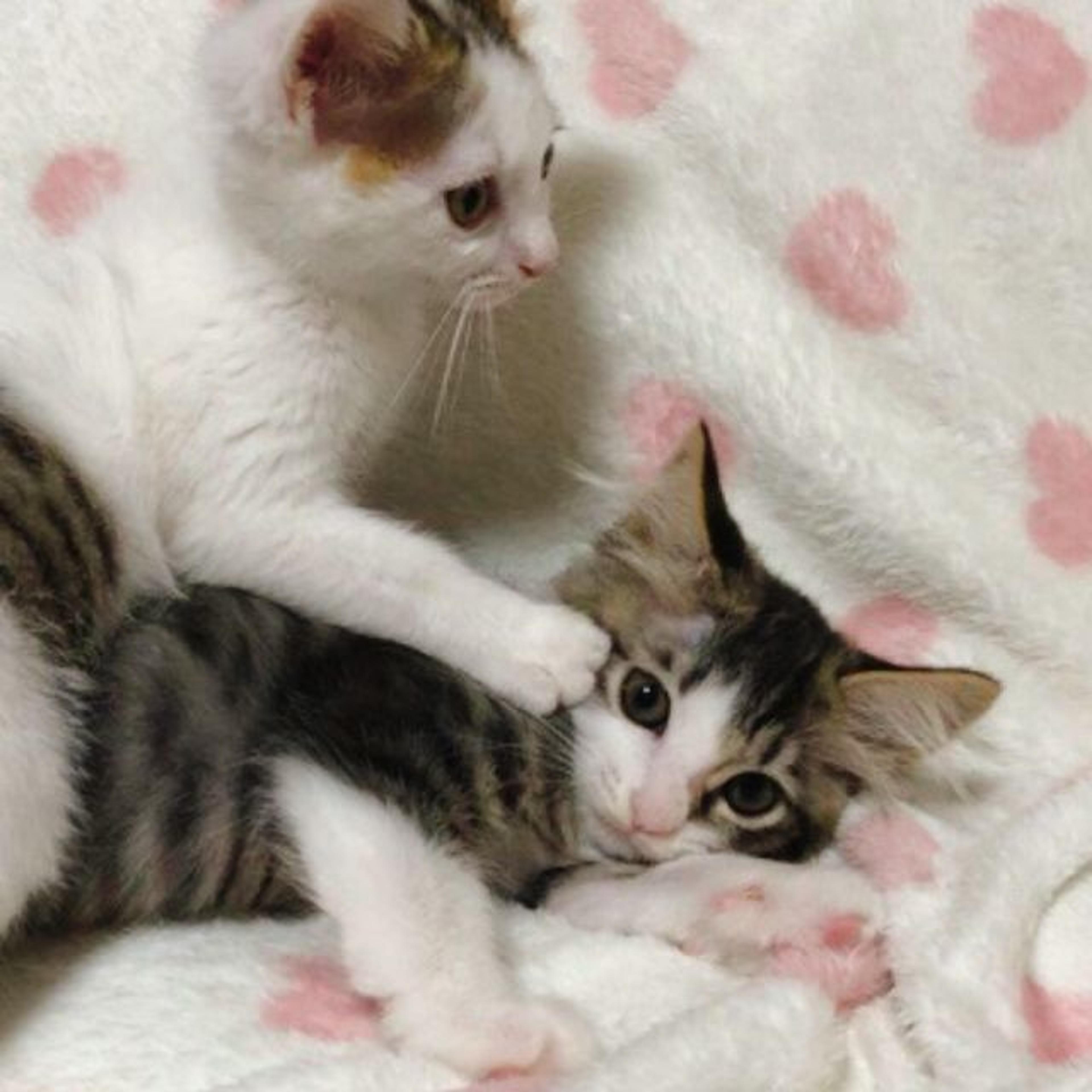 pet-image-3