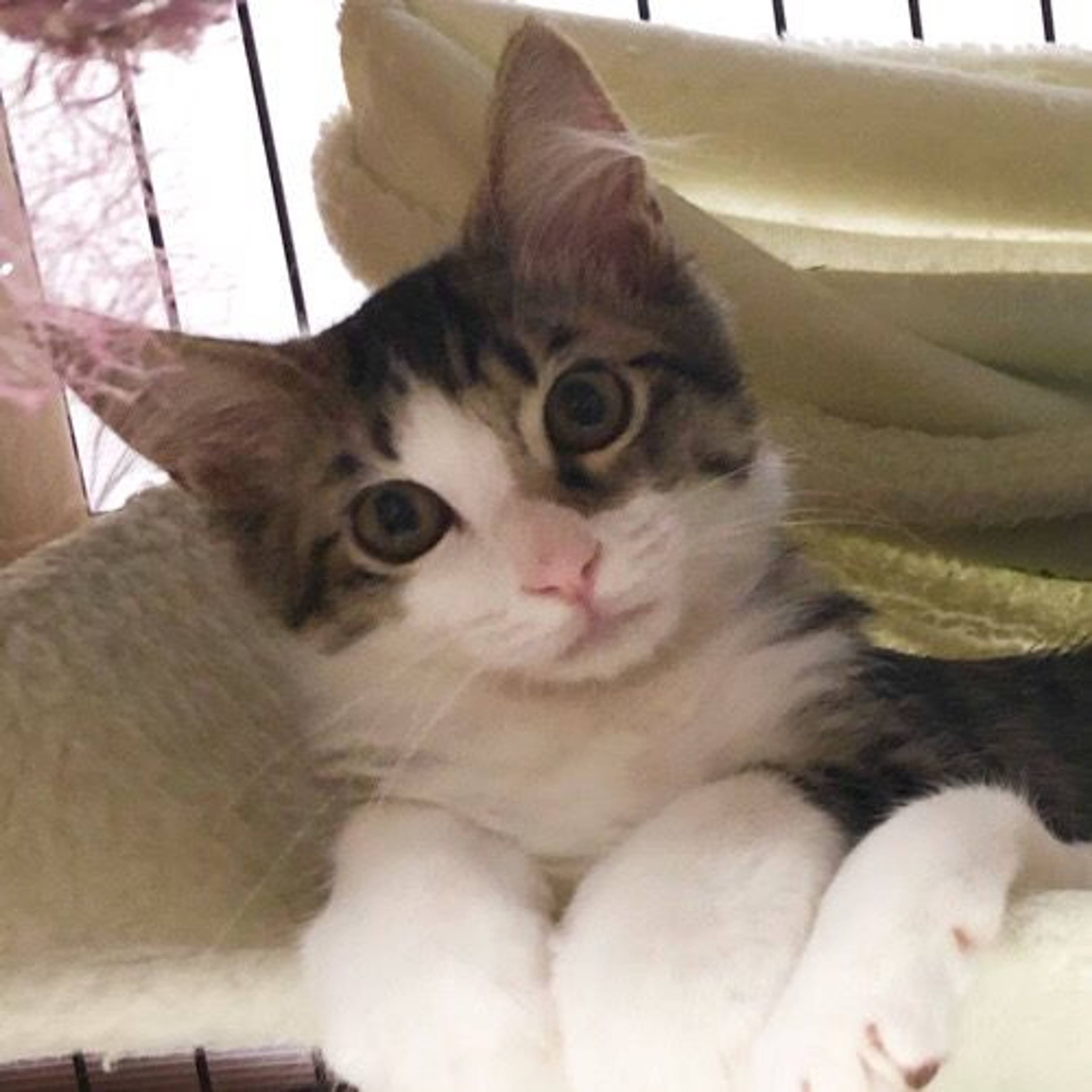 雑種（ミックス猫）・オスの里親募集の写真