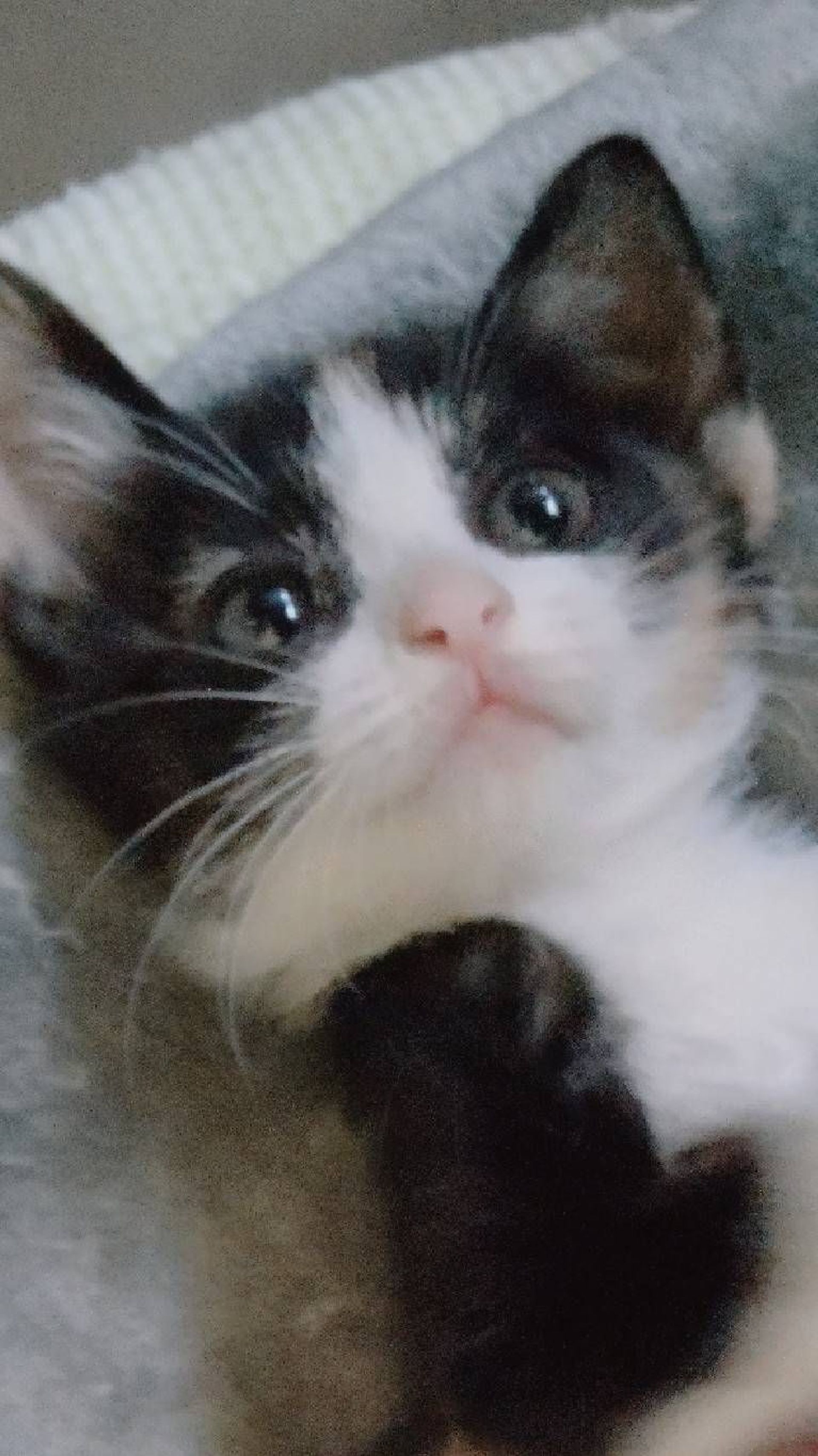 雑種（ミックス猫）・メスの里親募集の写真