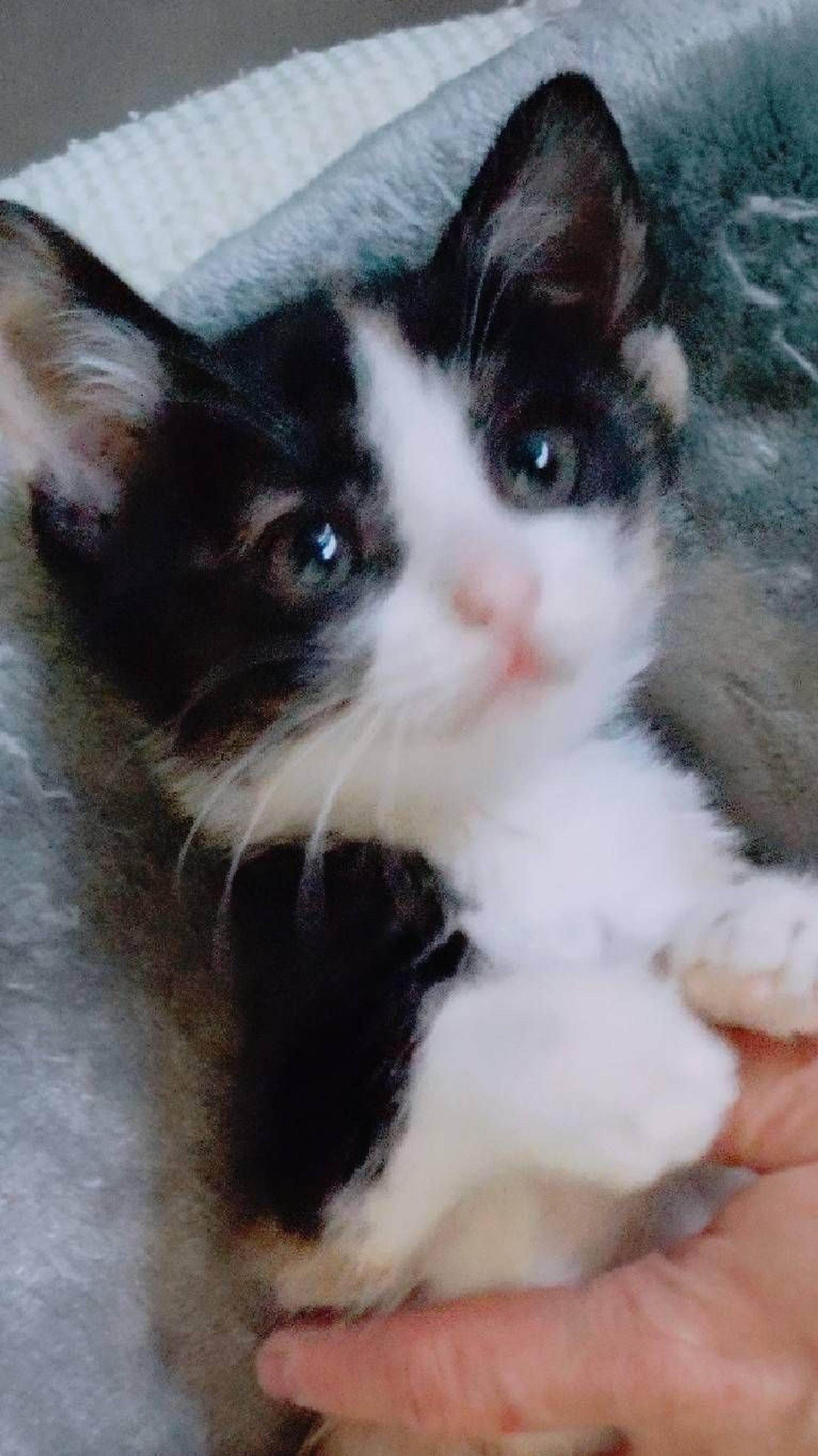 pet-image-2