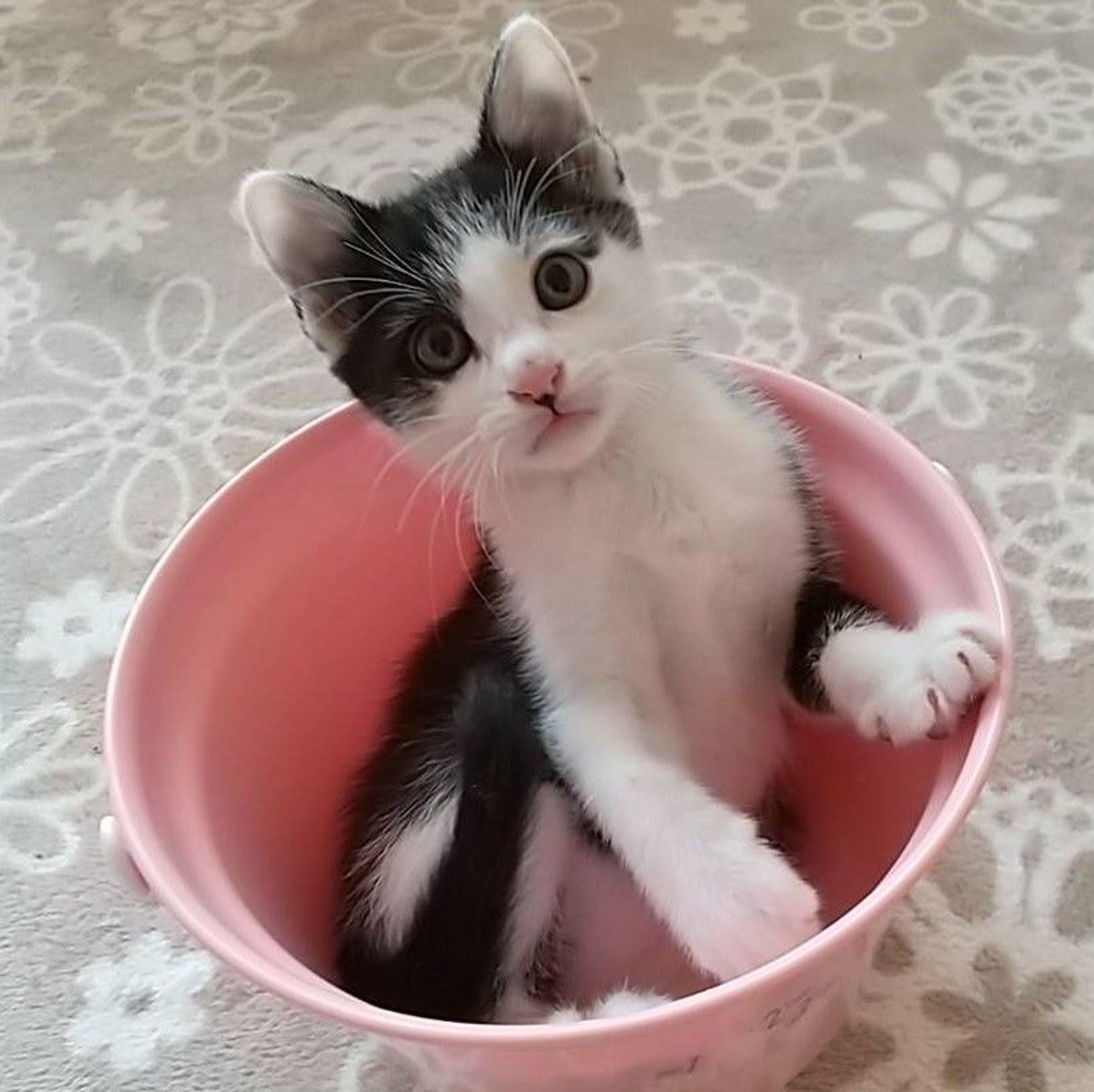 pet-image-3