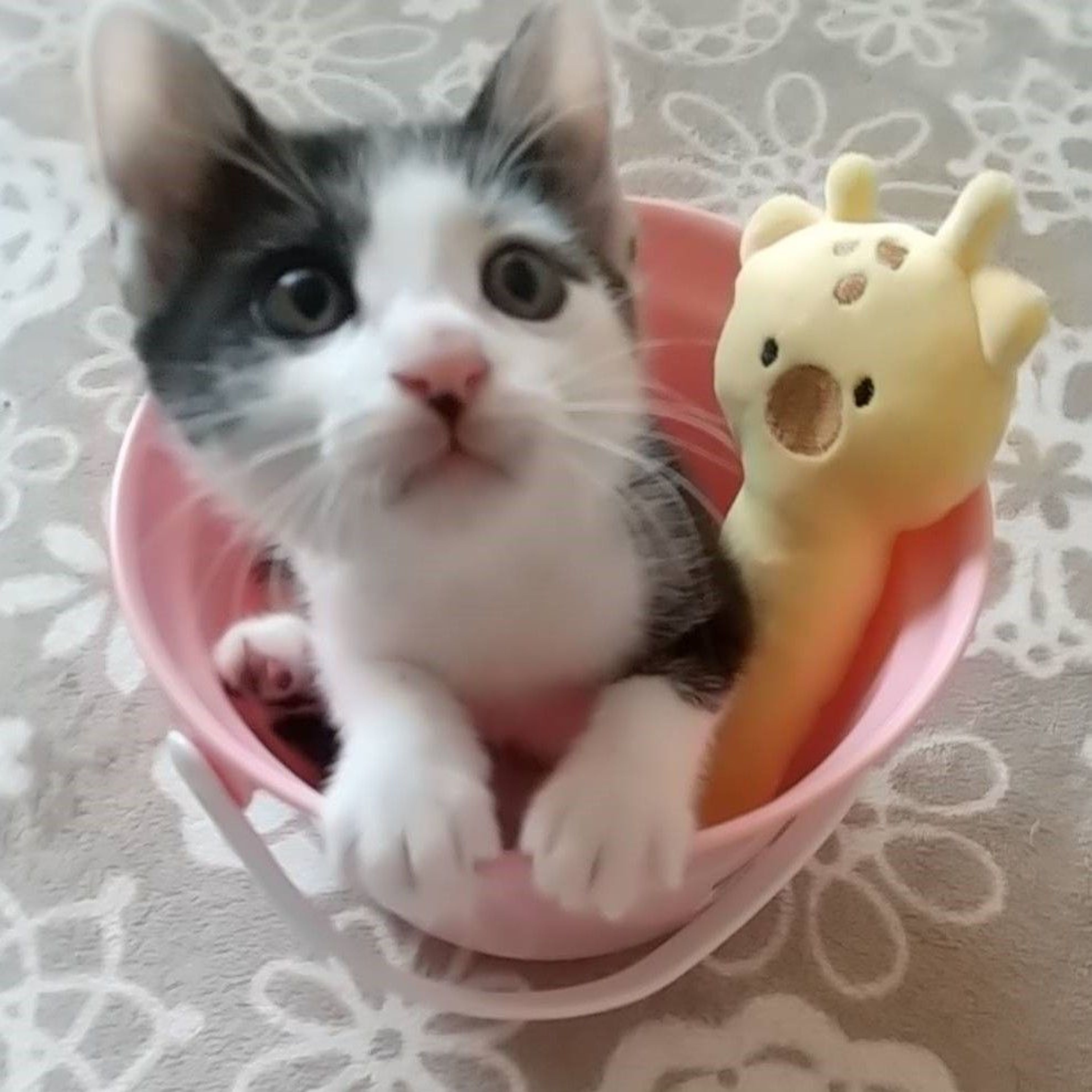 pet-image-5
