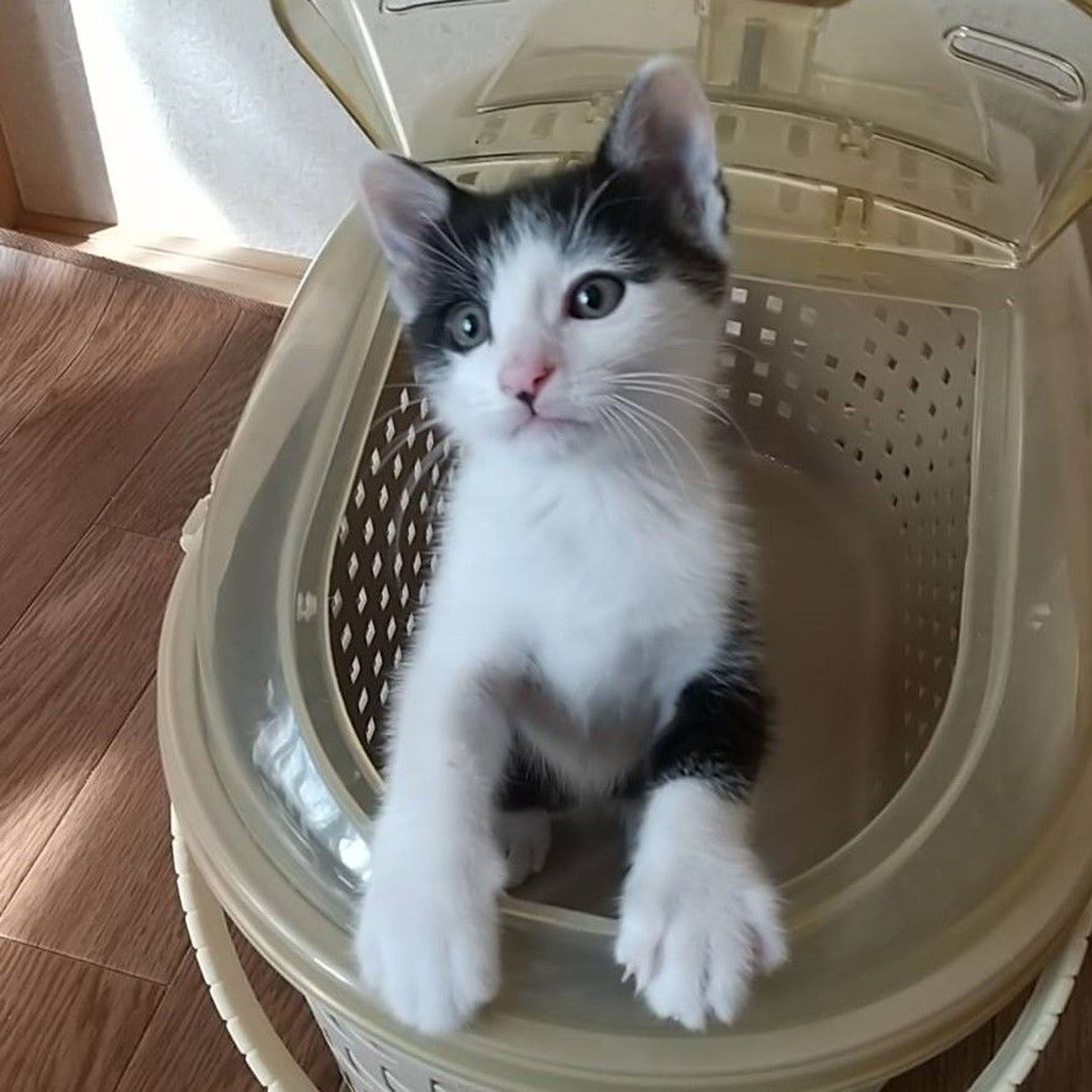 pet-image-6