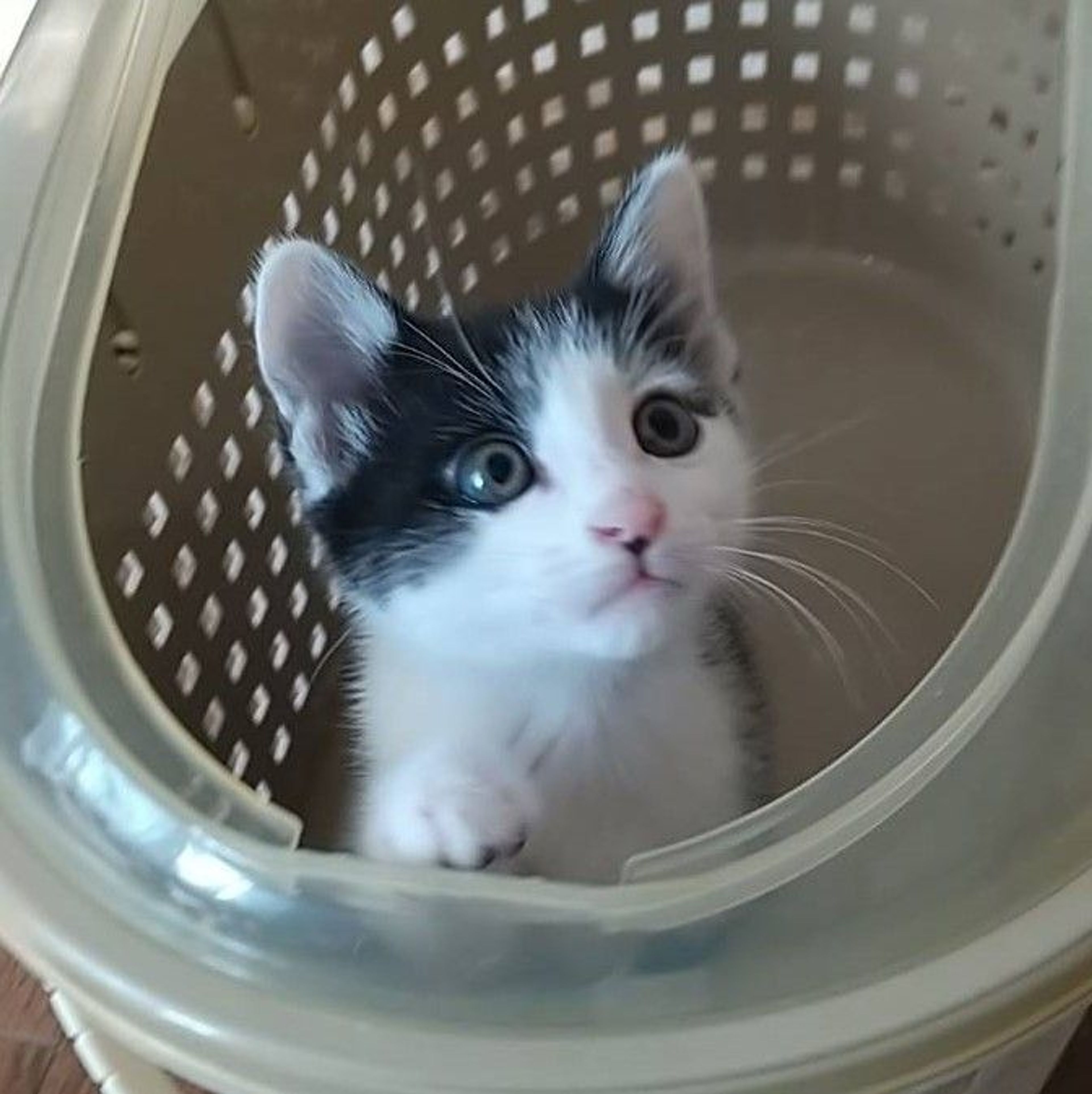 pet-image-7