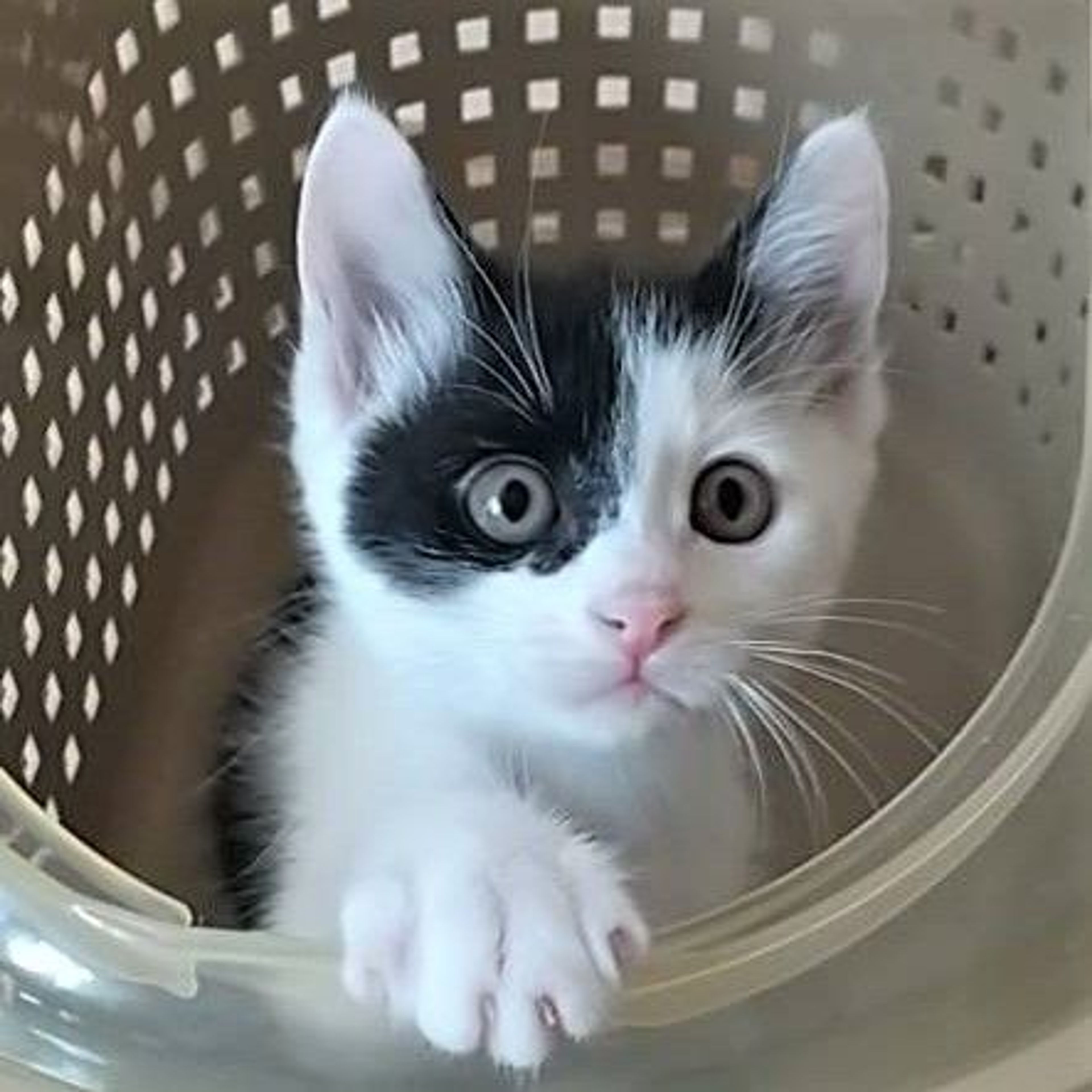雑種（ミックス猫）・メスの里親募集の写真