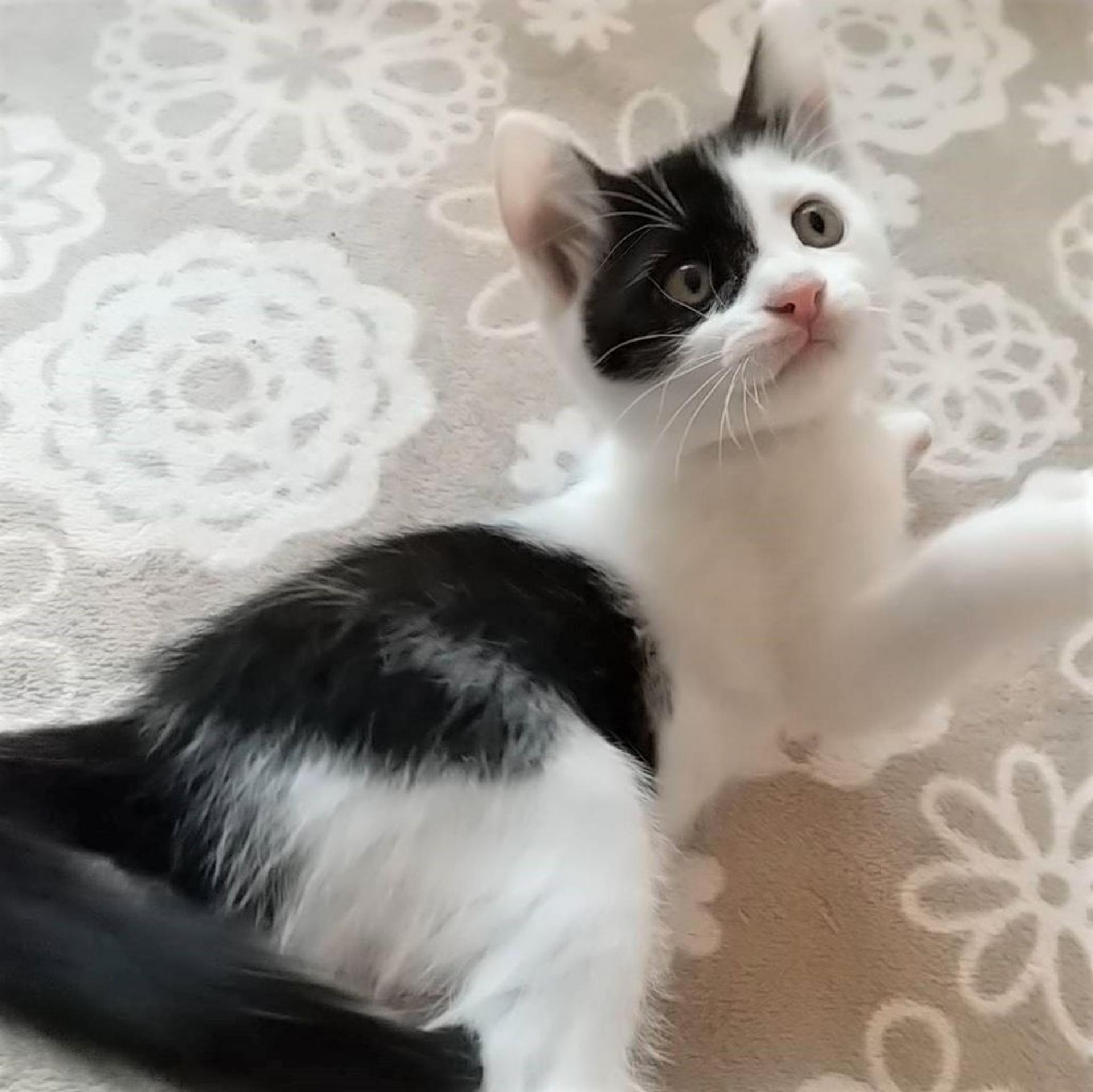pet-image-3