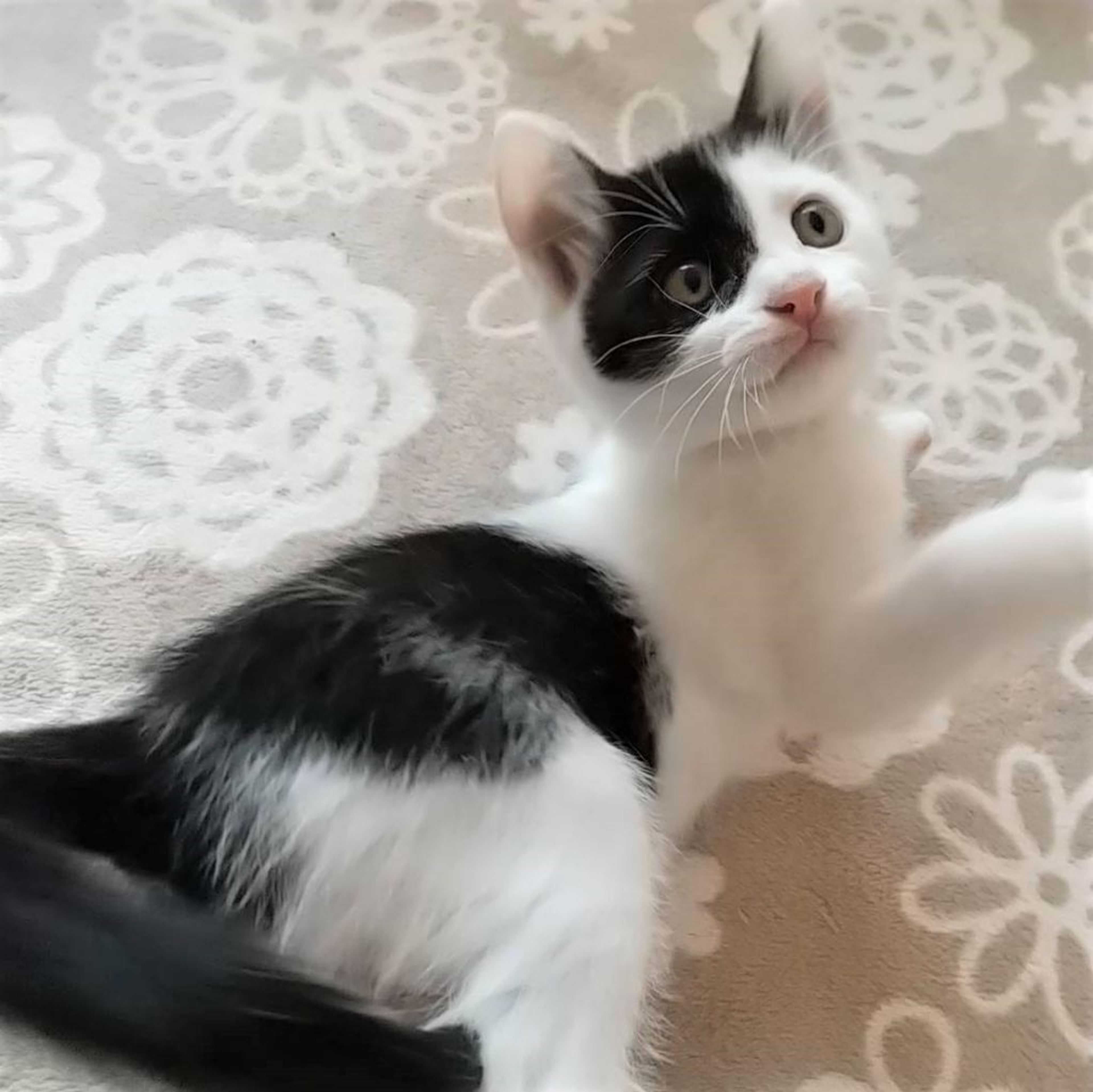 pet-image-3