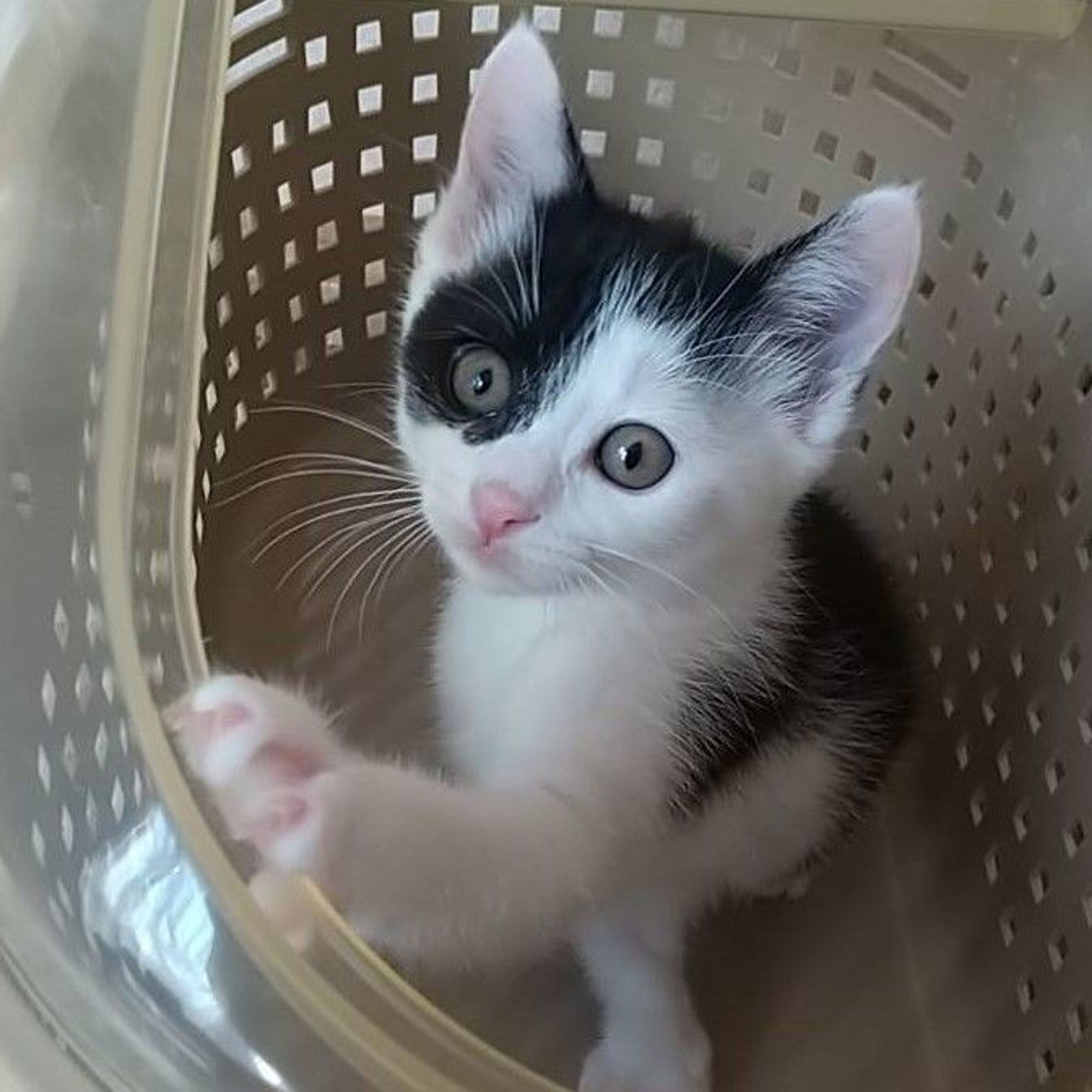 pet-image-4
