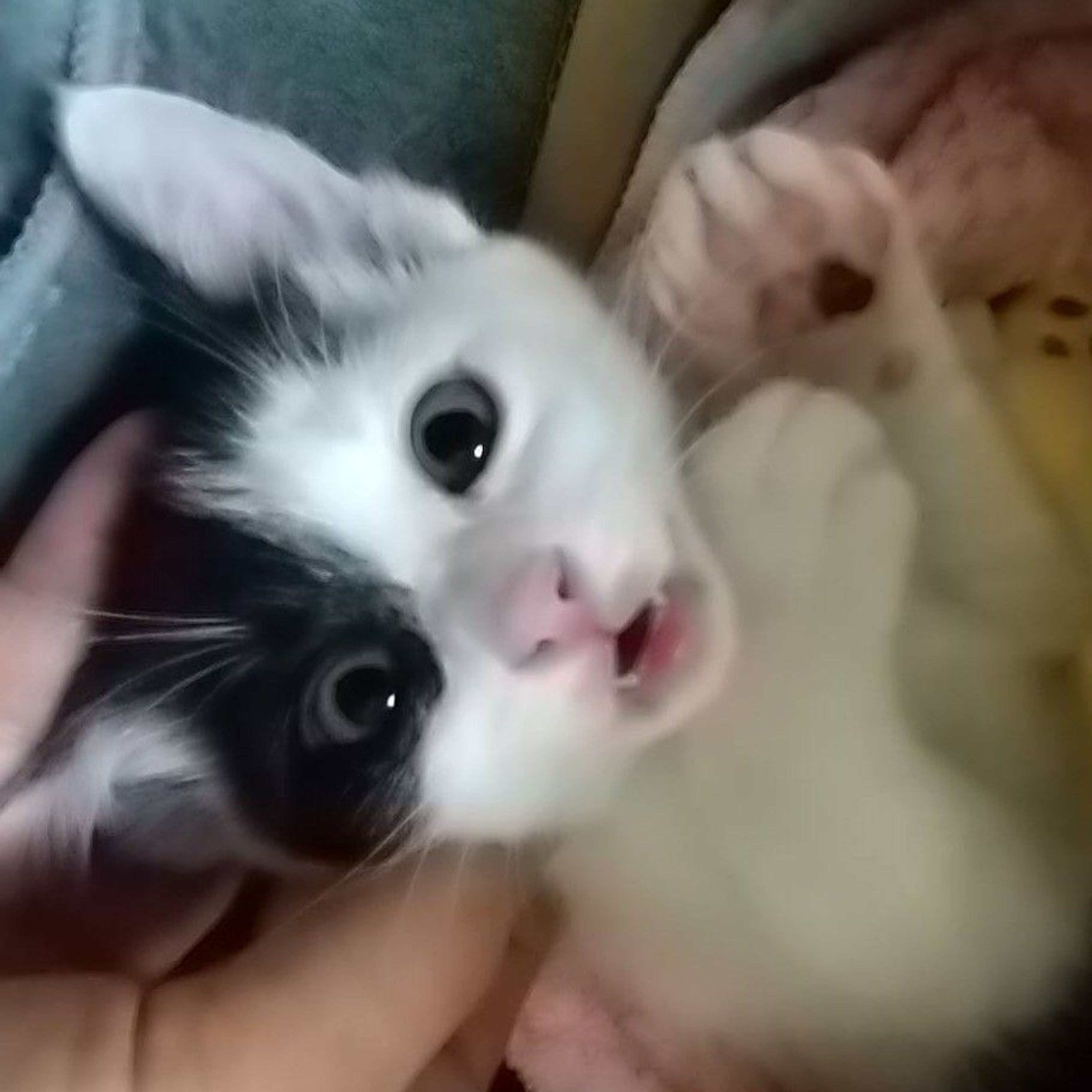 pet-image-7
