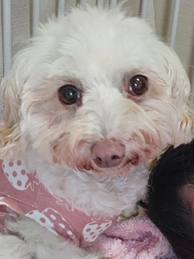 ダックスMIXの女の子 チェリーちゃんの写真