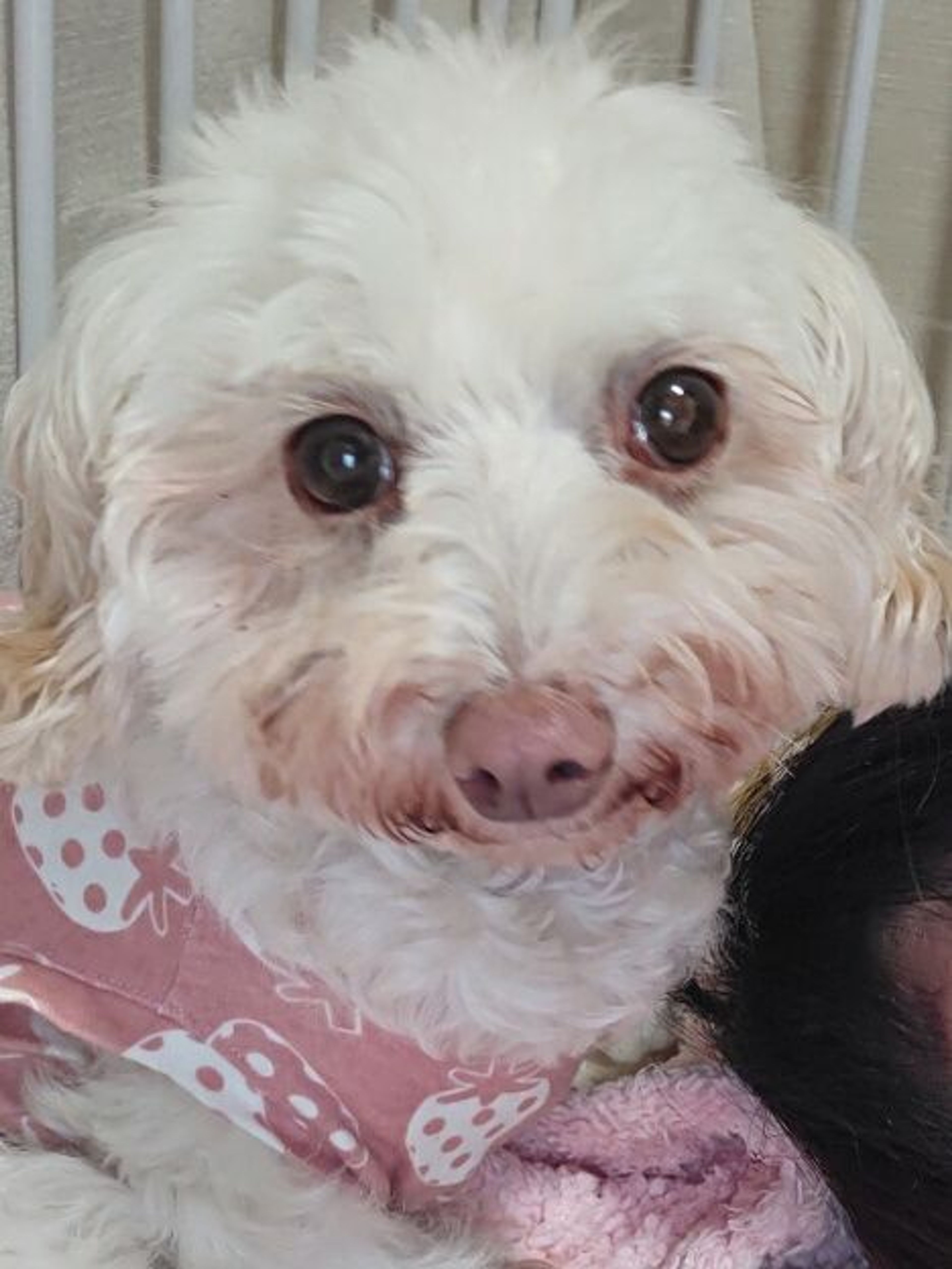 雑種（ミックス犬）・メスの里親募集の写真