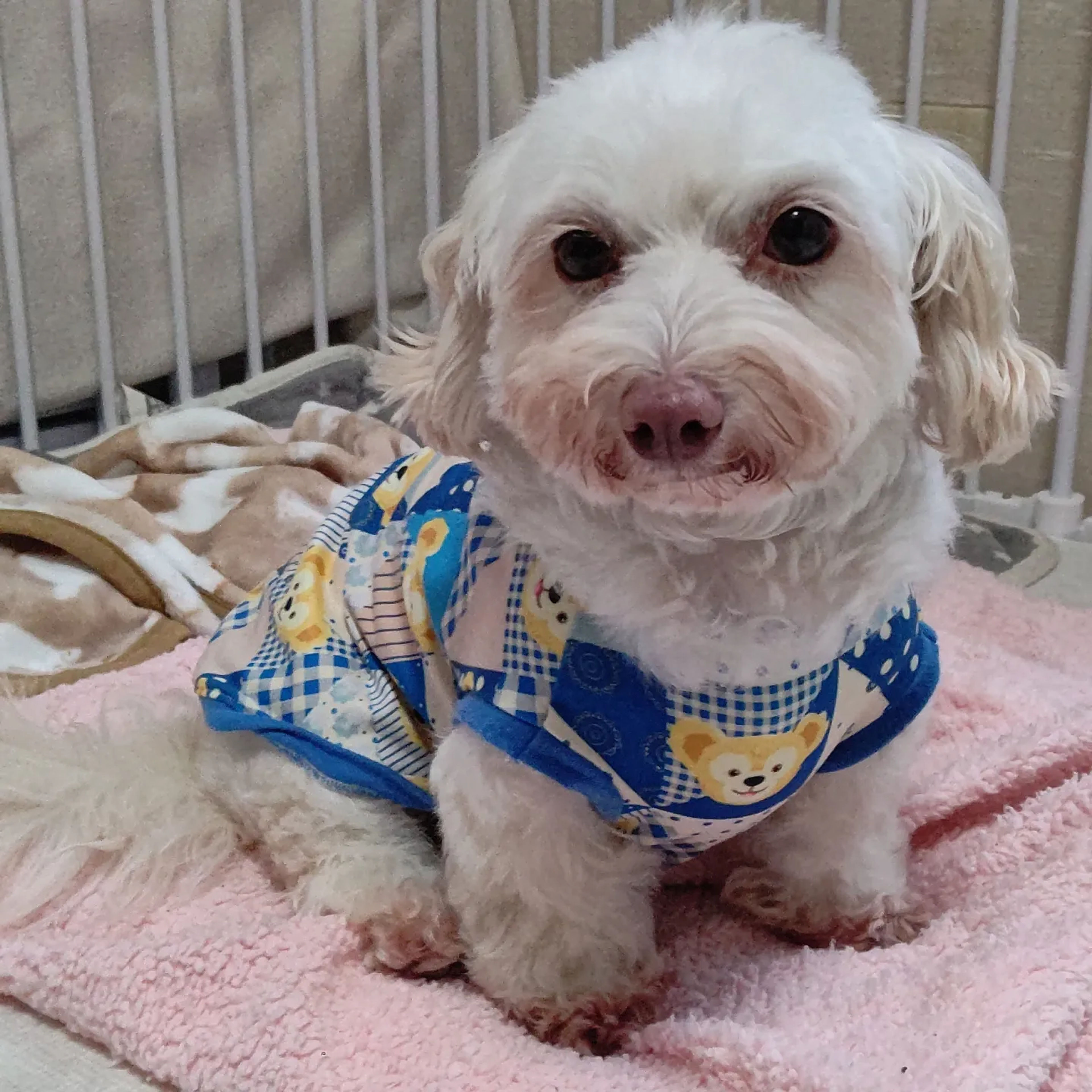 pet-image-3