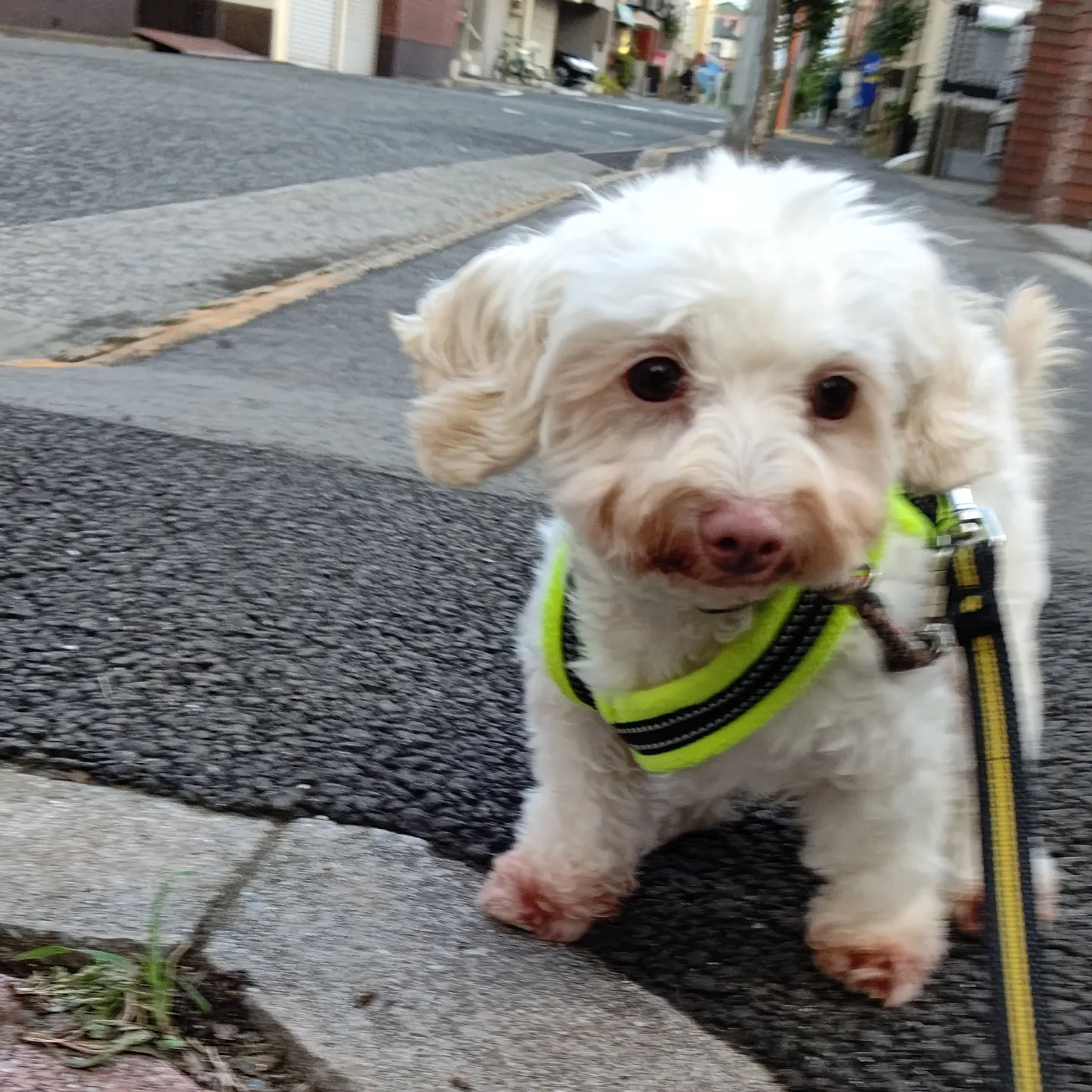 pet-image-4