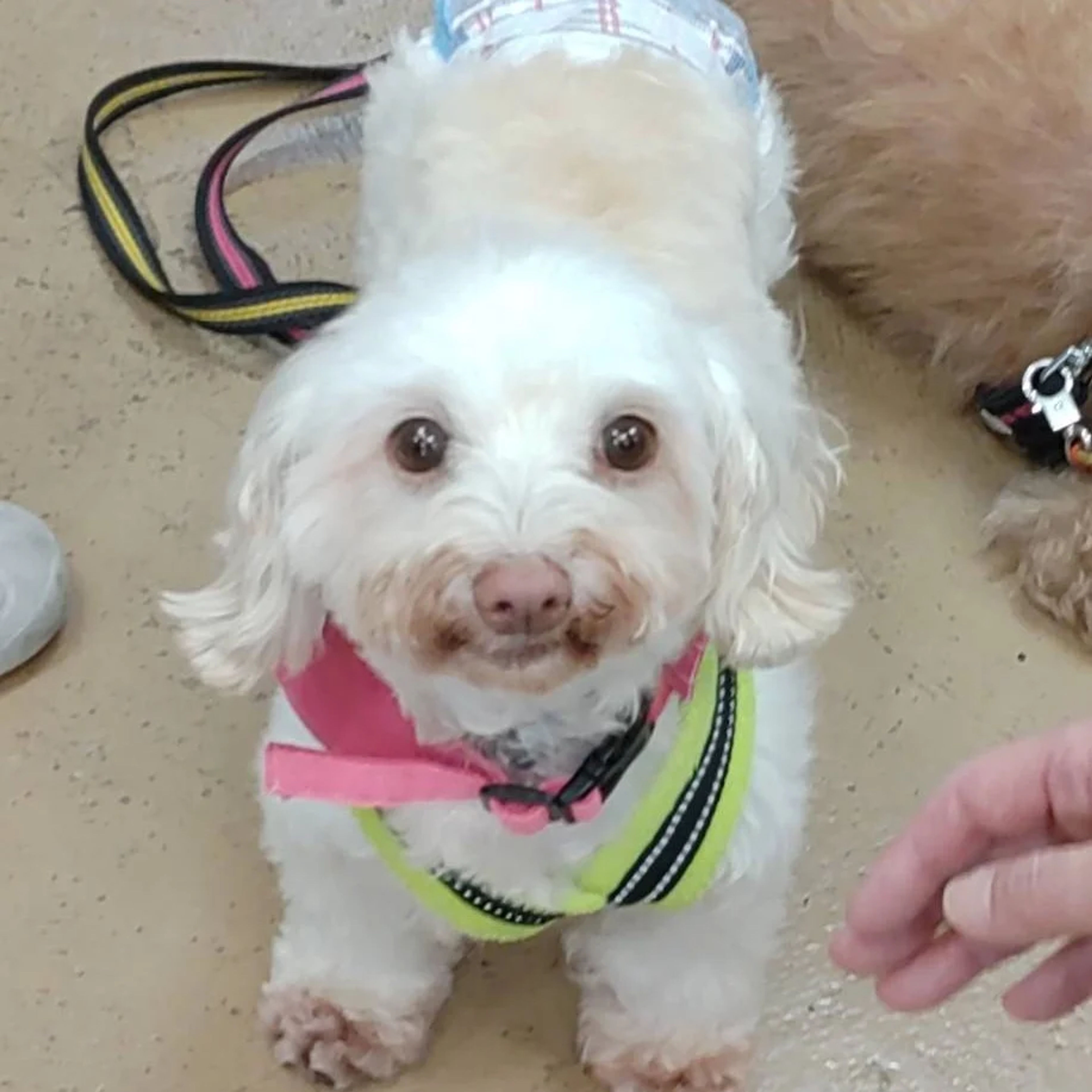 pet-image-5