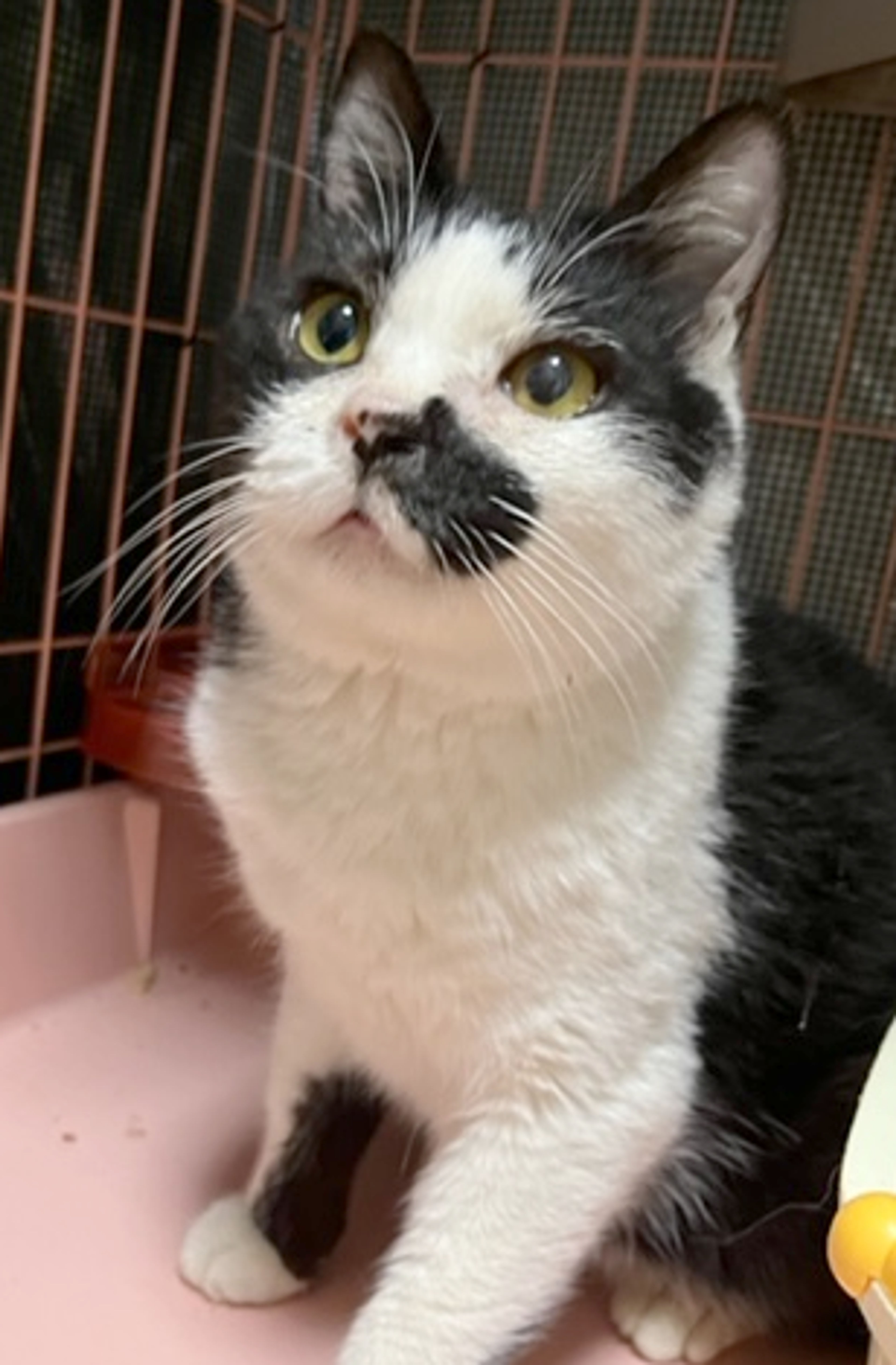 雑種（ミックス猫）・オスの里親募集の写真
