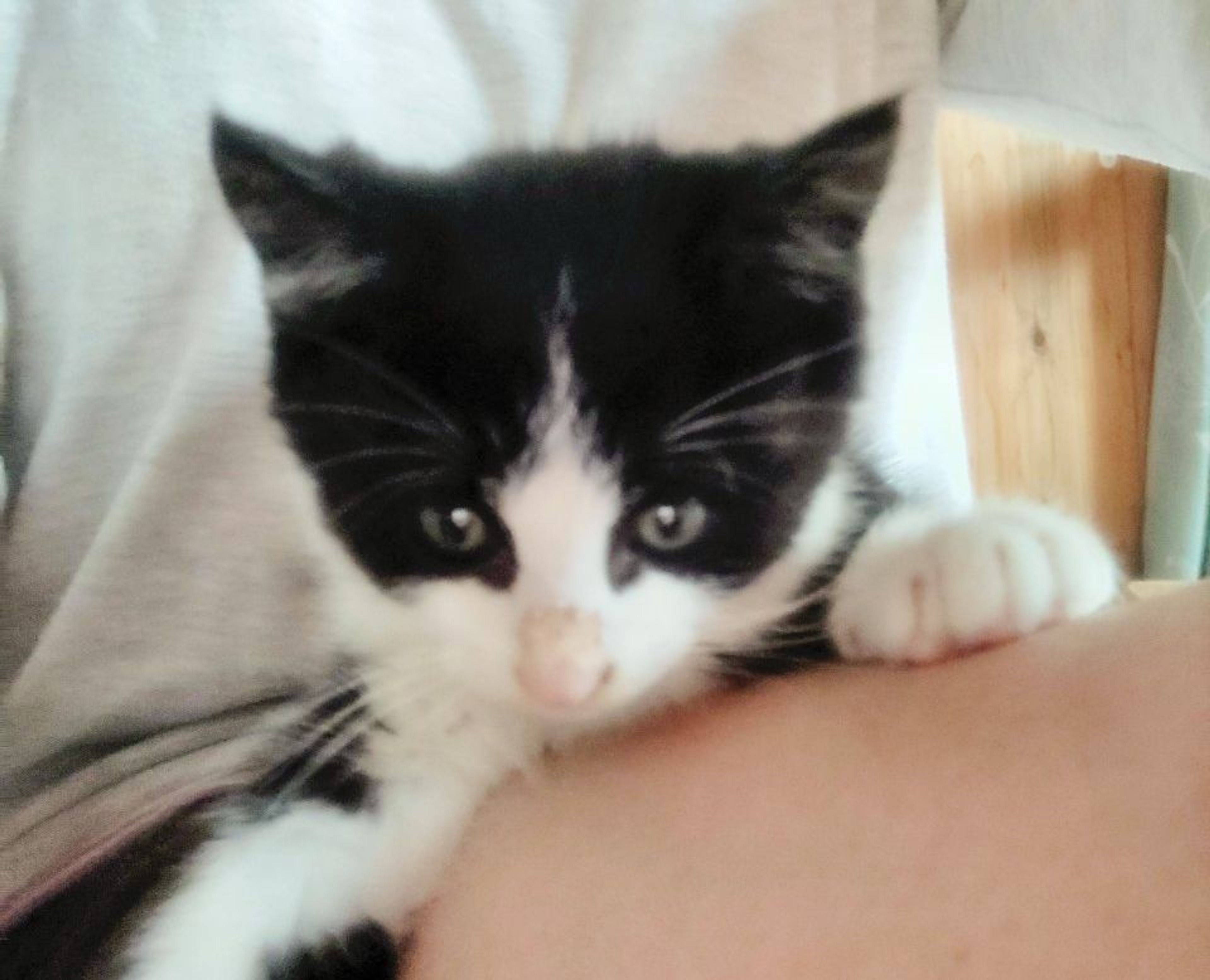 pet-image-3