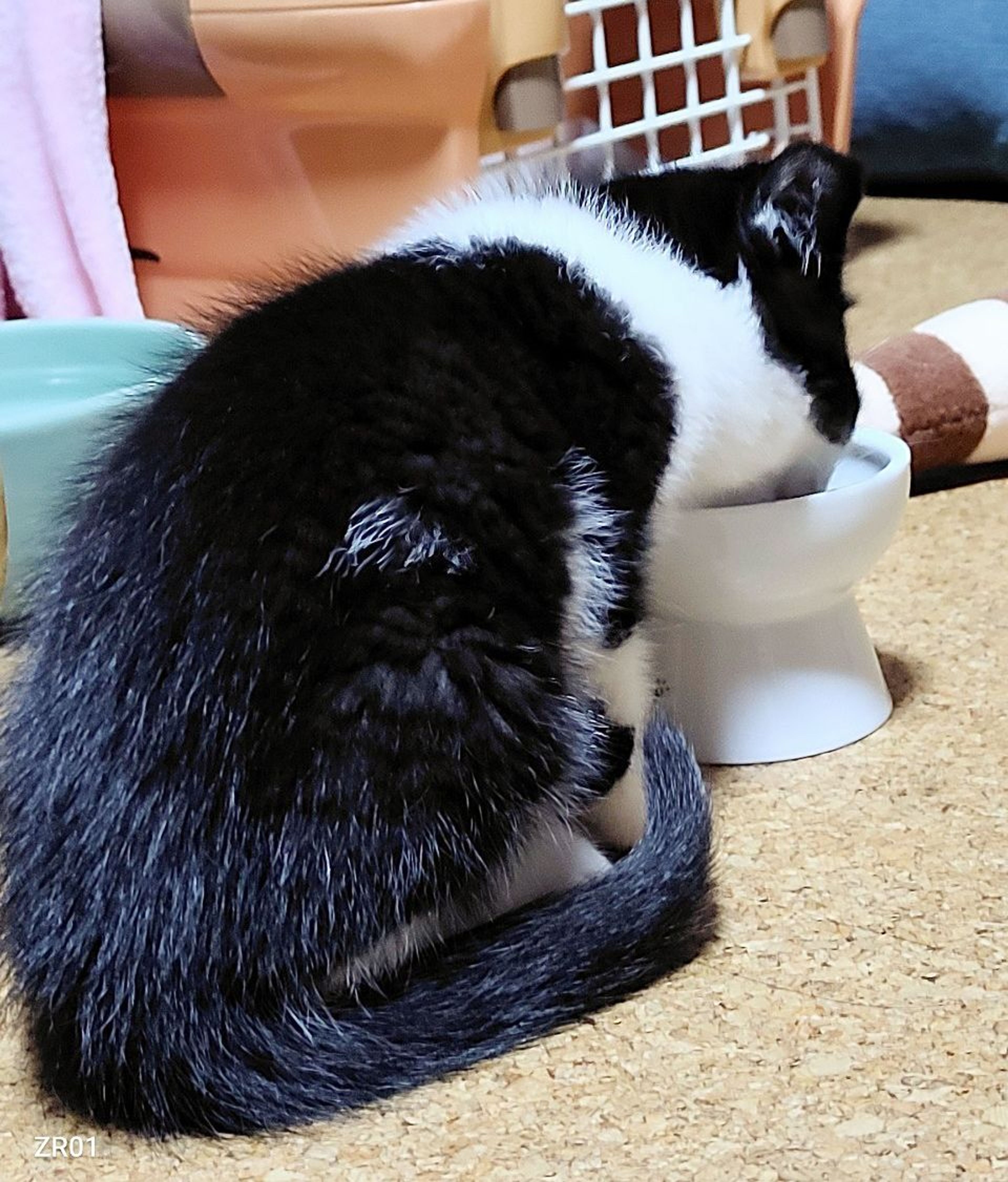 pet-image-4