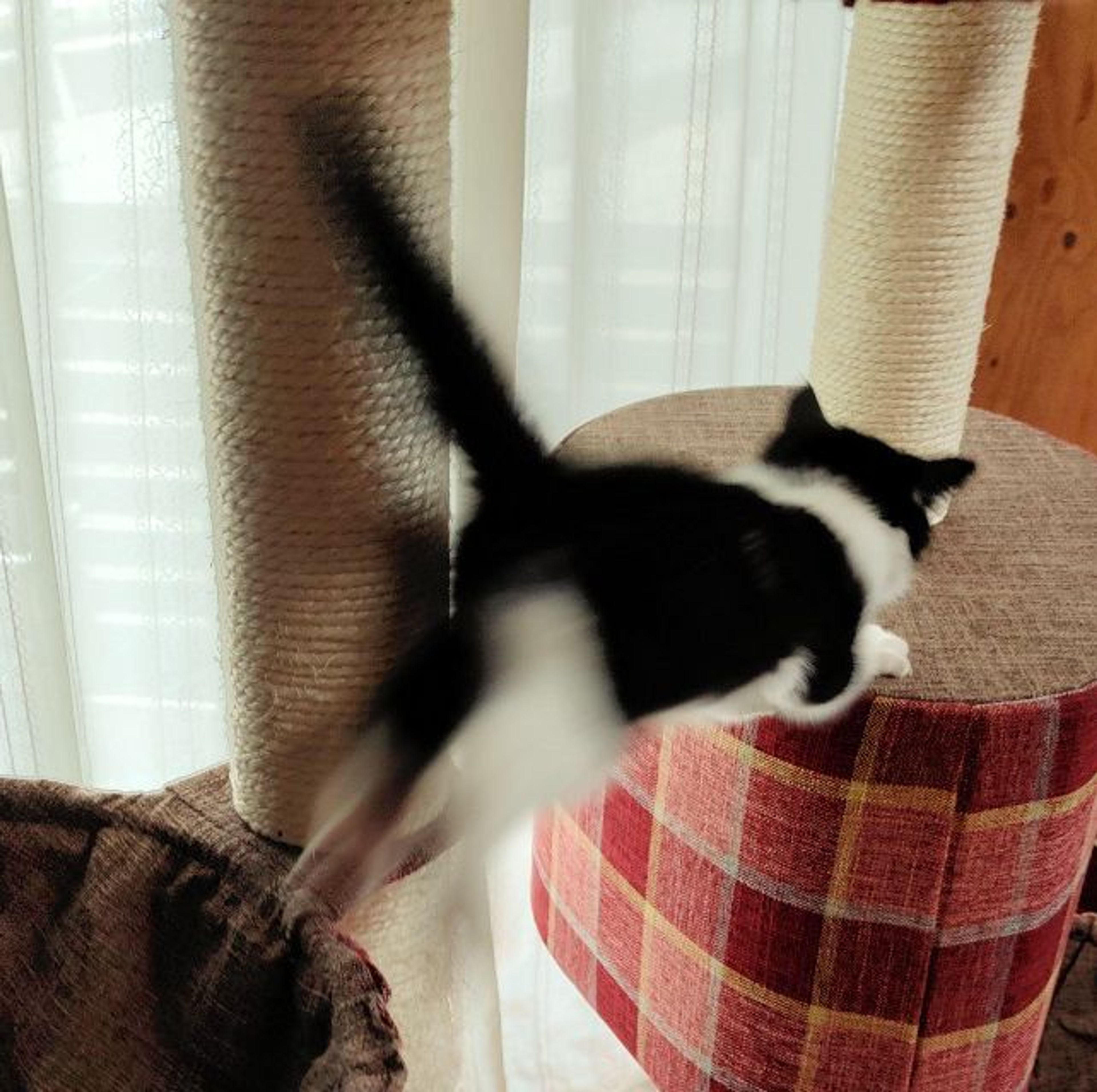 pet-image-5