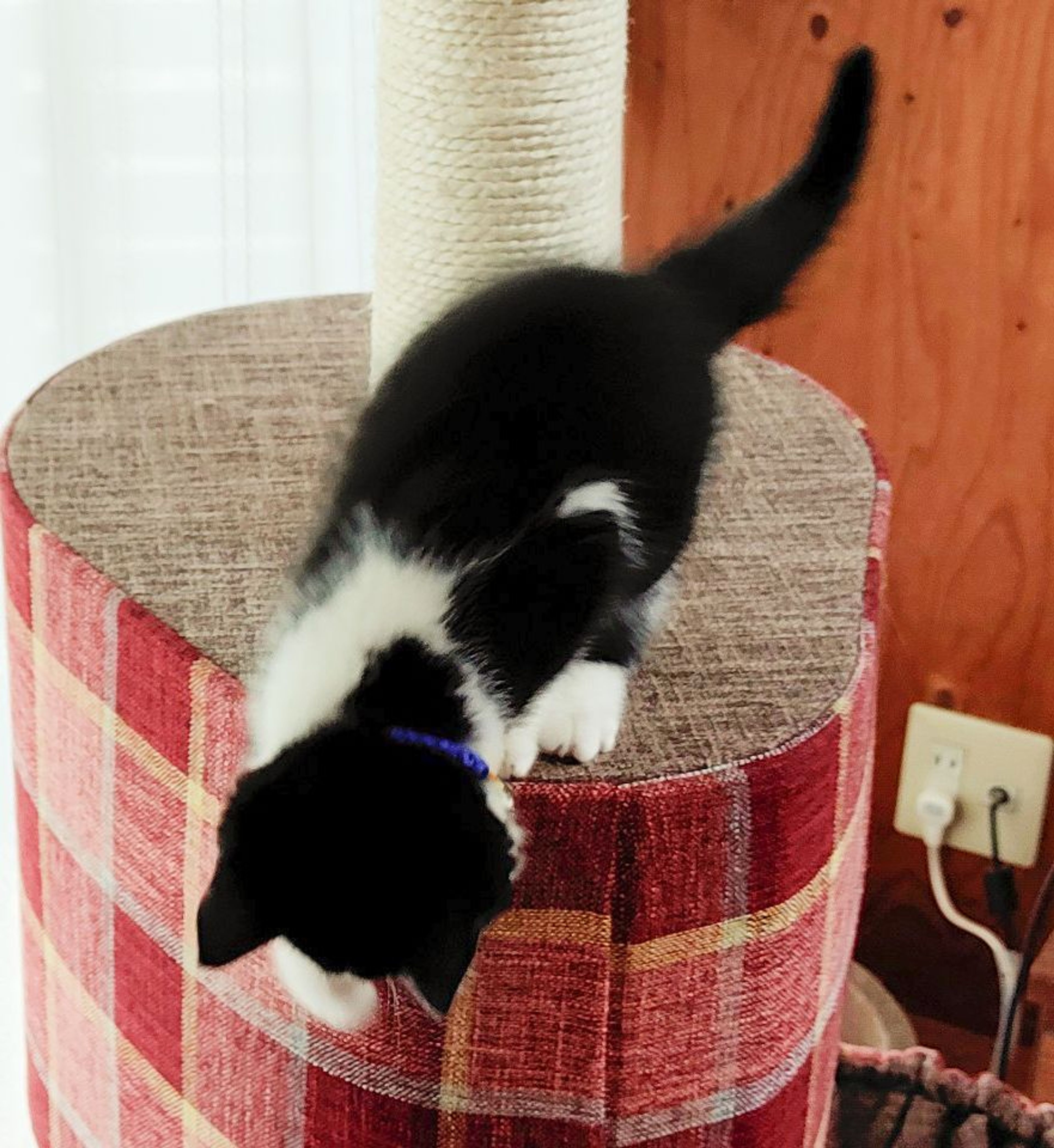 pet-image-6