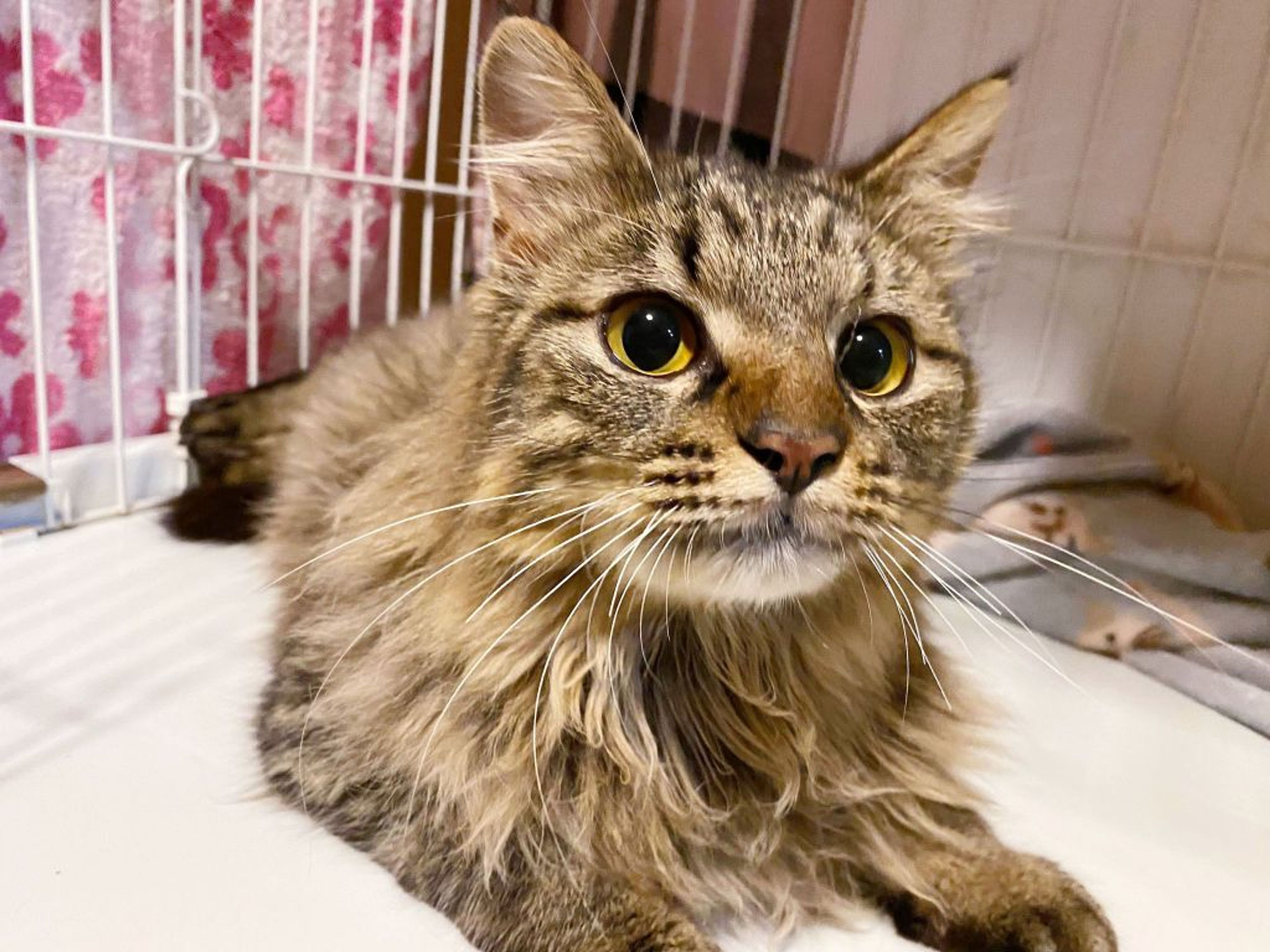 雑種（ミックス猫）・オスの里親募集の写真