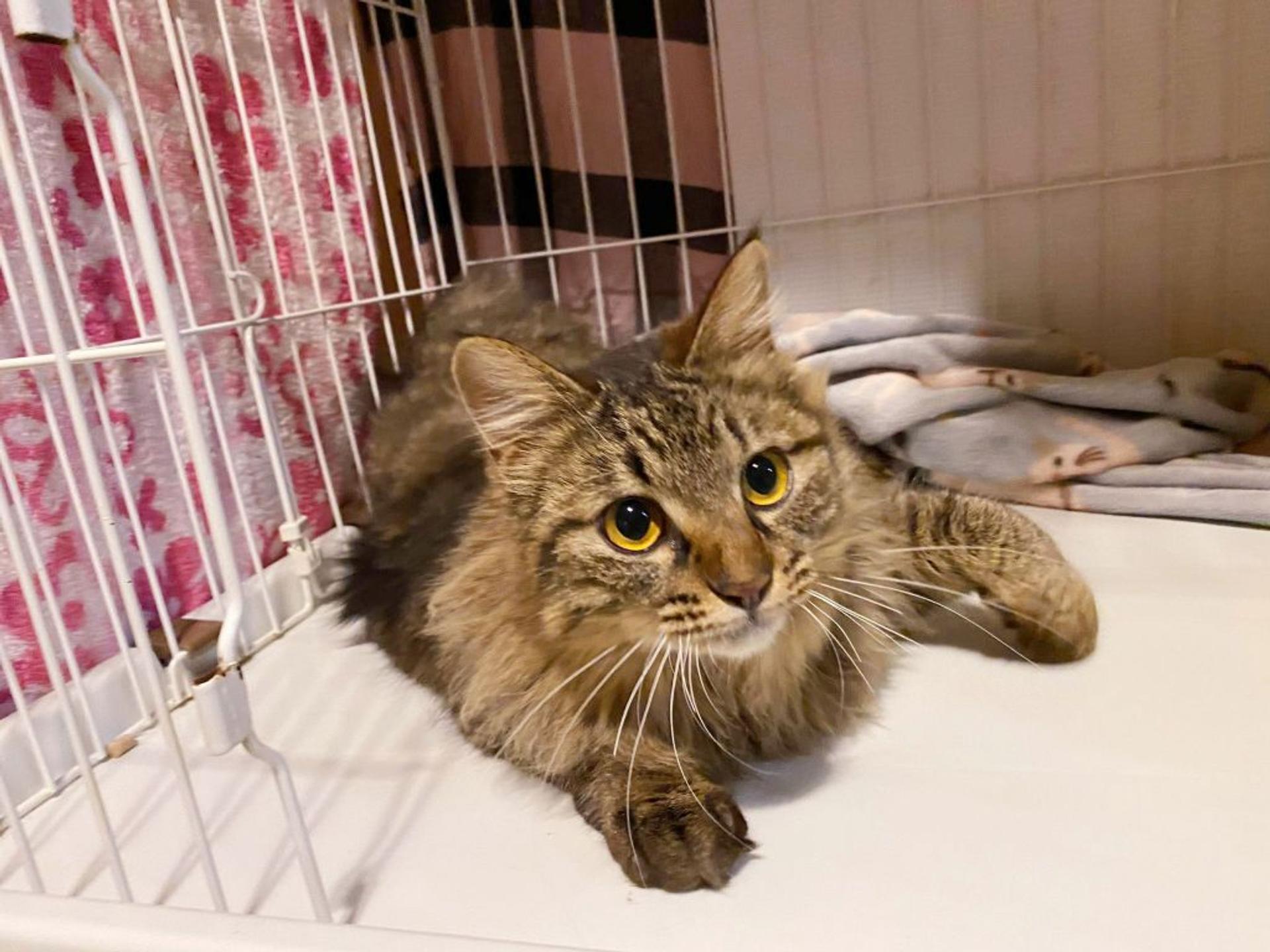 pet-image-3