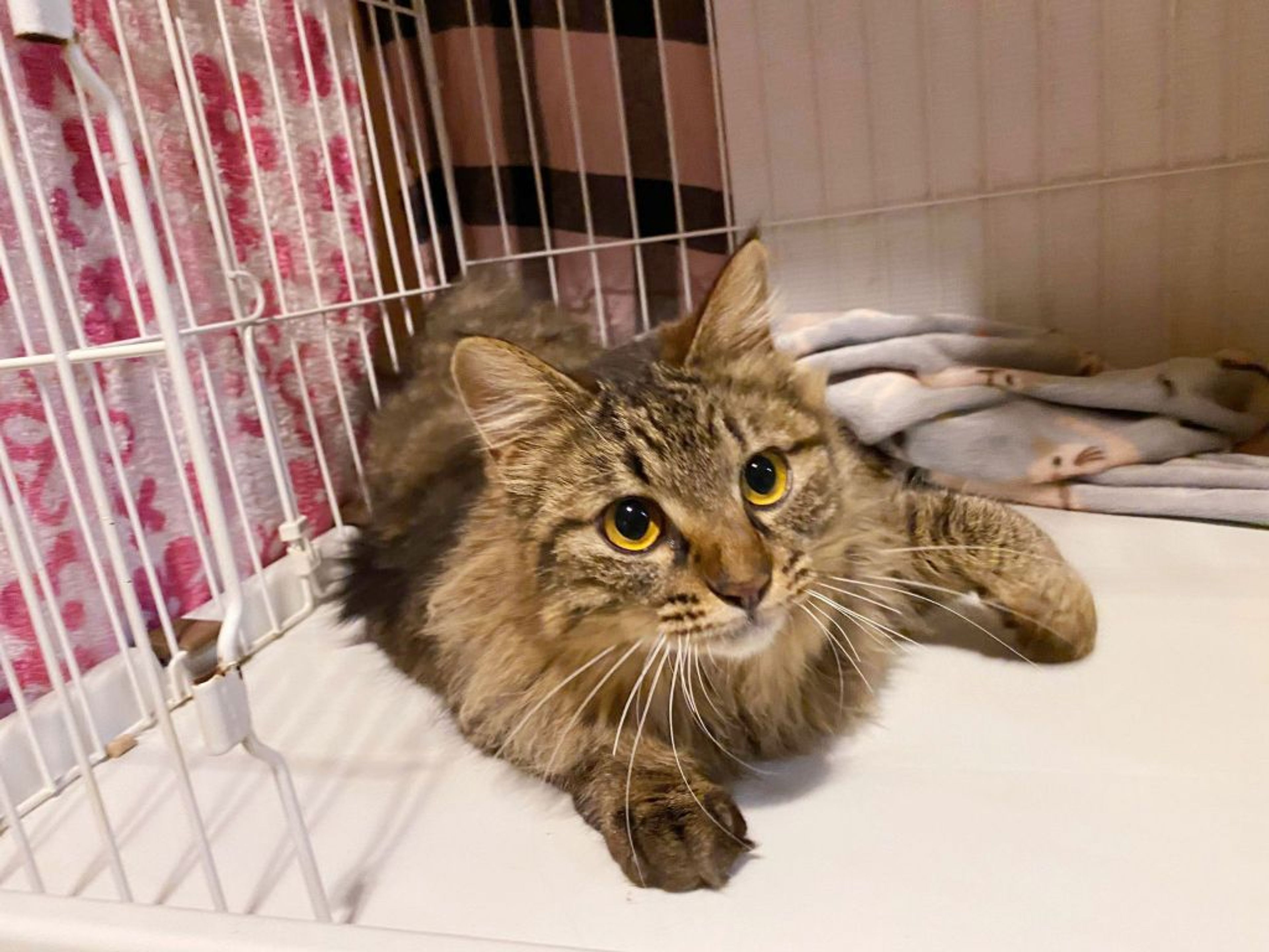 pet-image-3