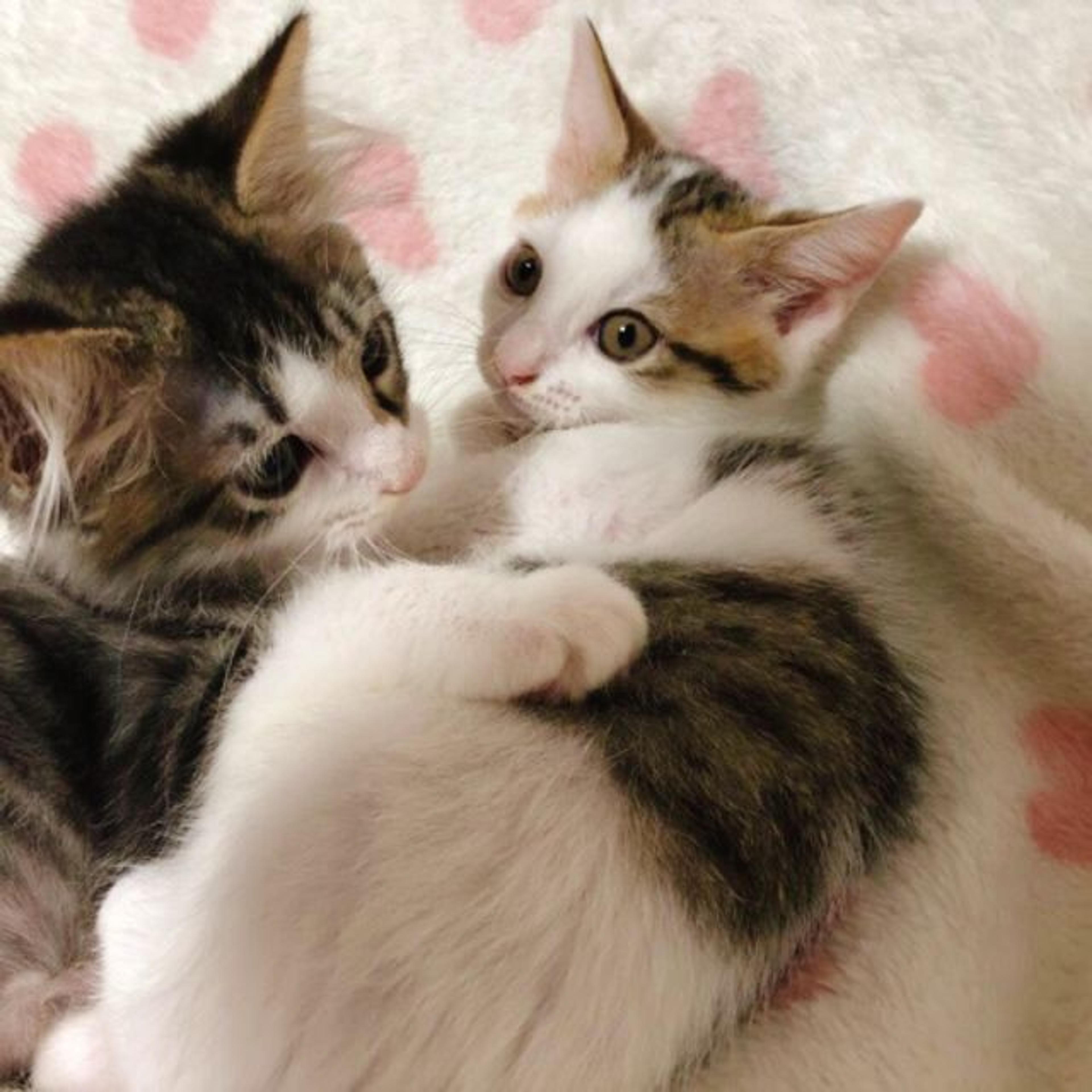 pet-image-2