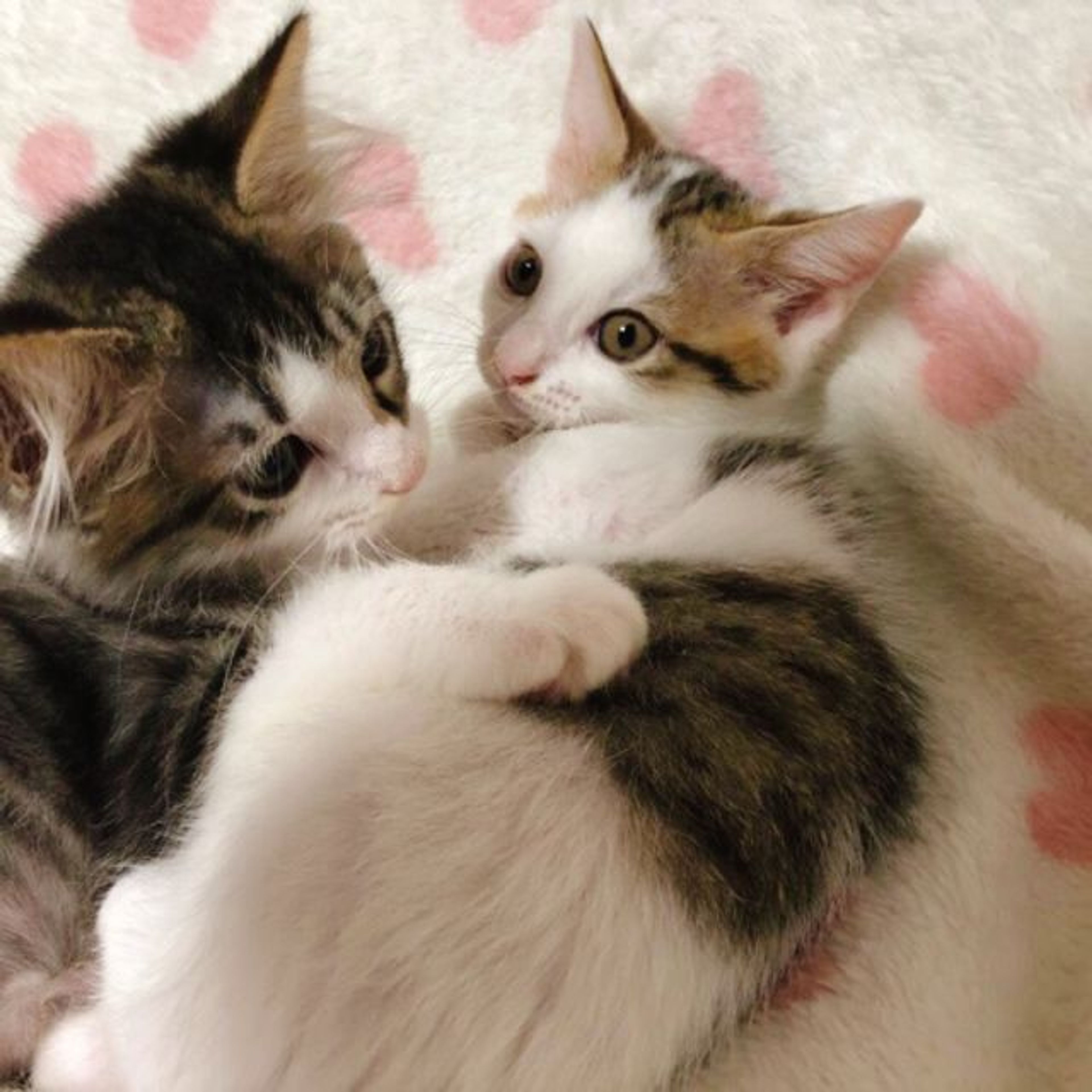pet-image-2