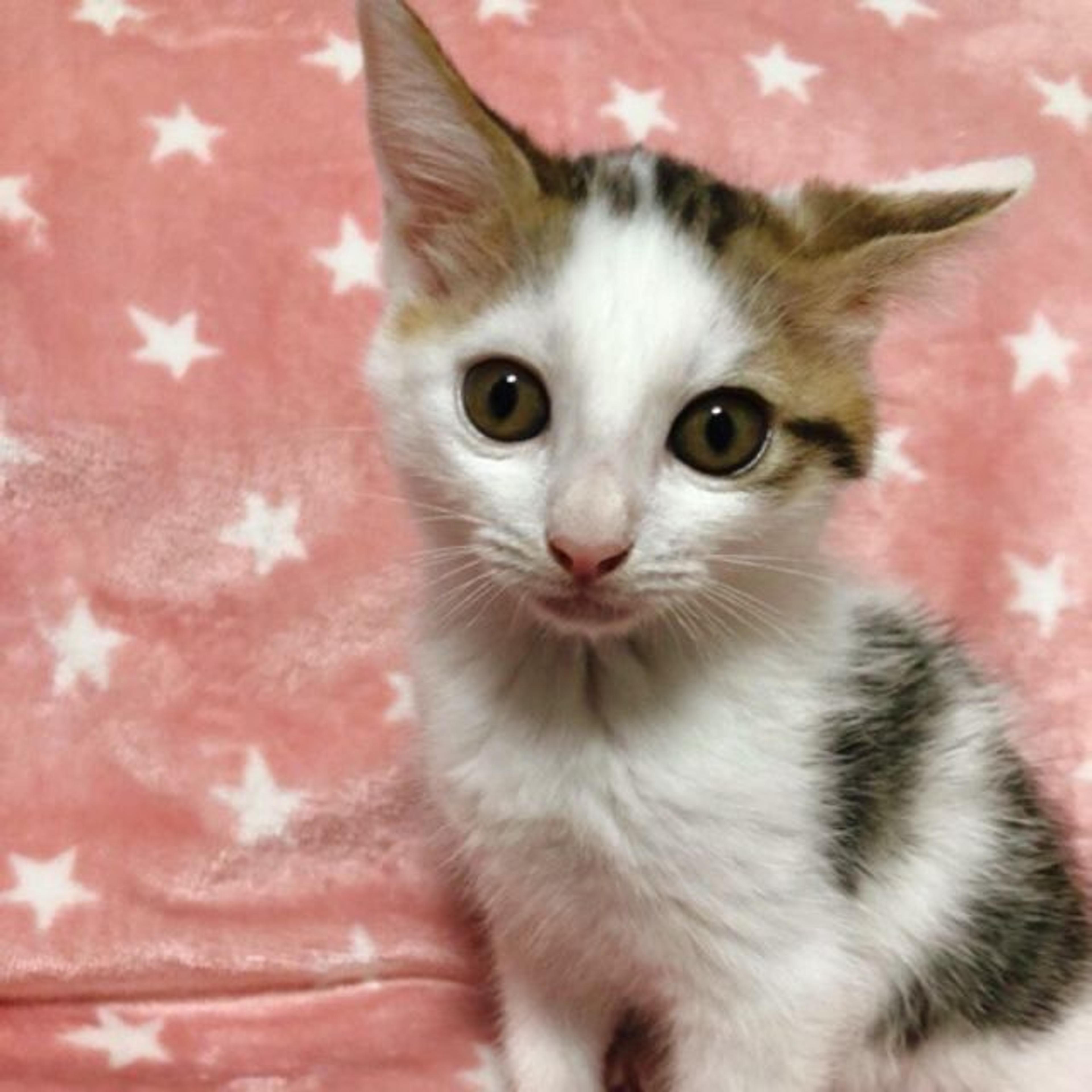 pet-image-3