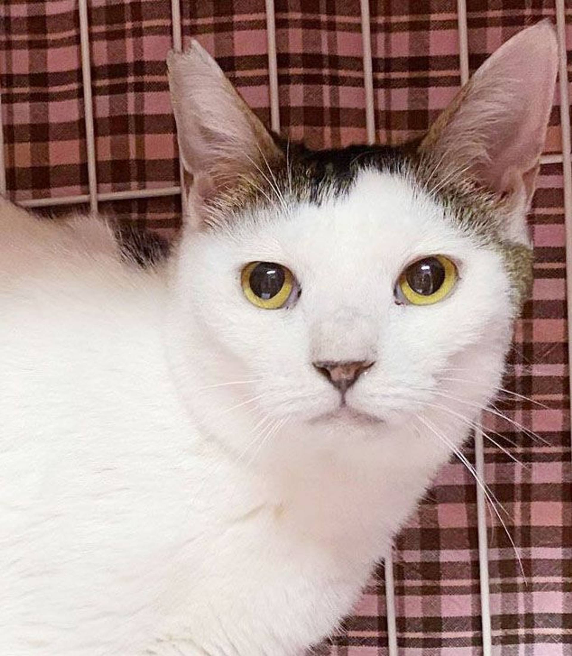 雑種（ミックス猫）・オスの里親募集の写真