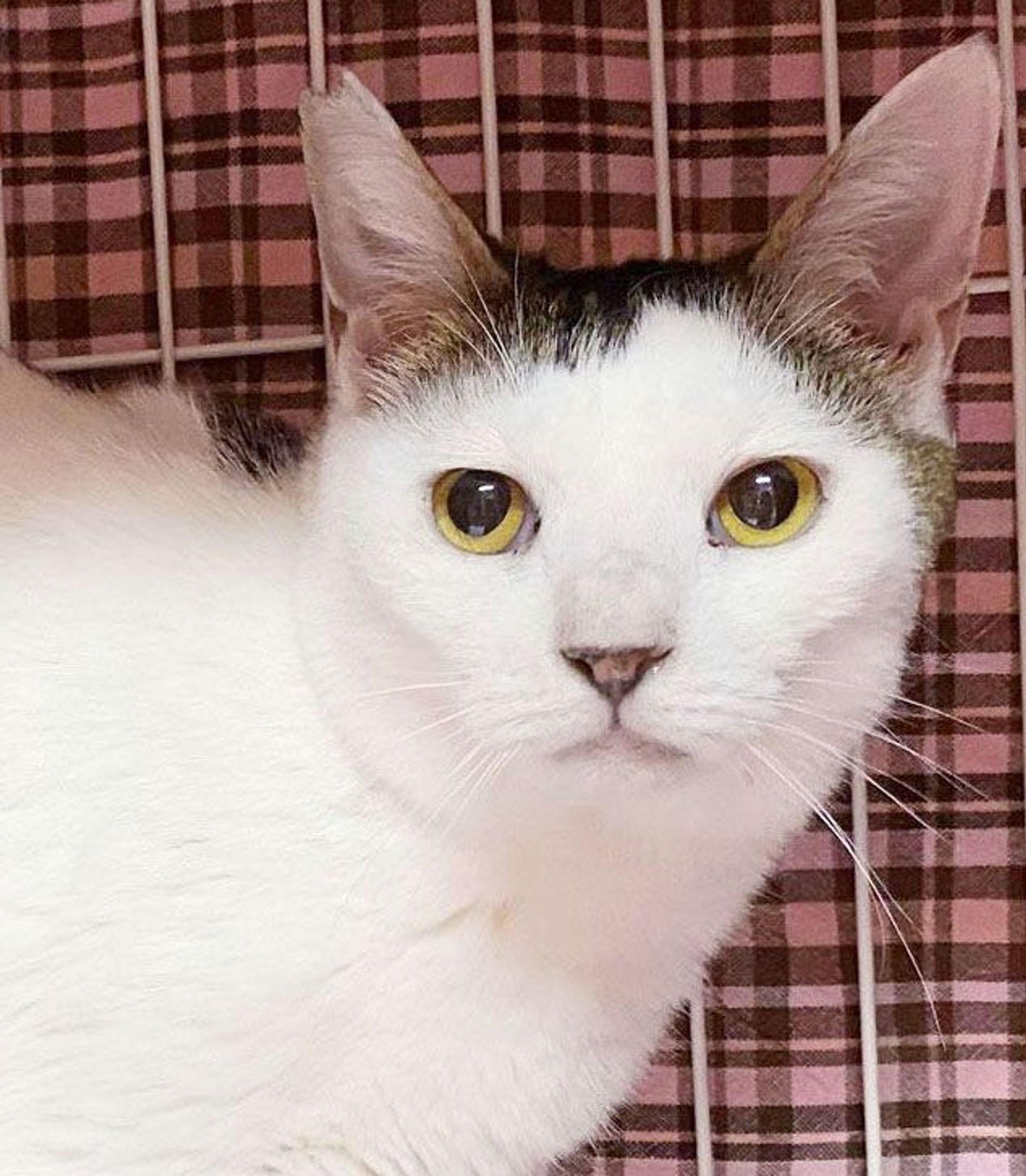 雑種（ミックス猫）・オスの里親募集の写真