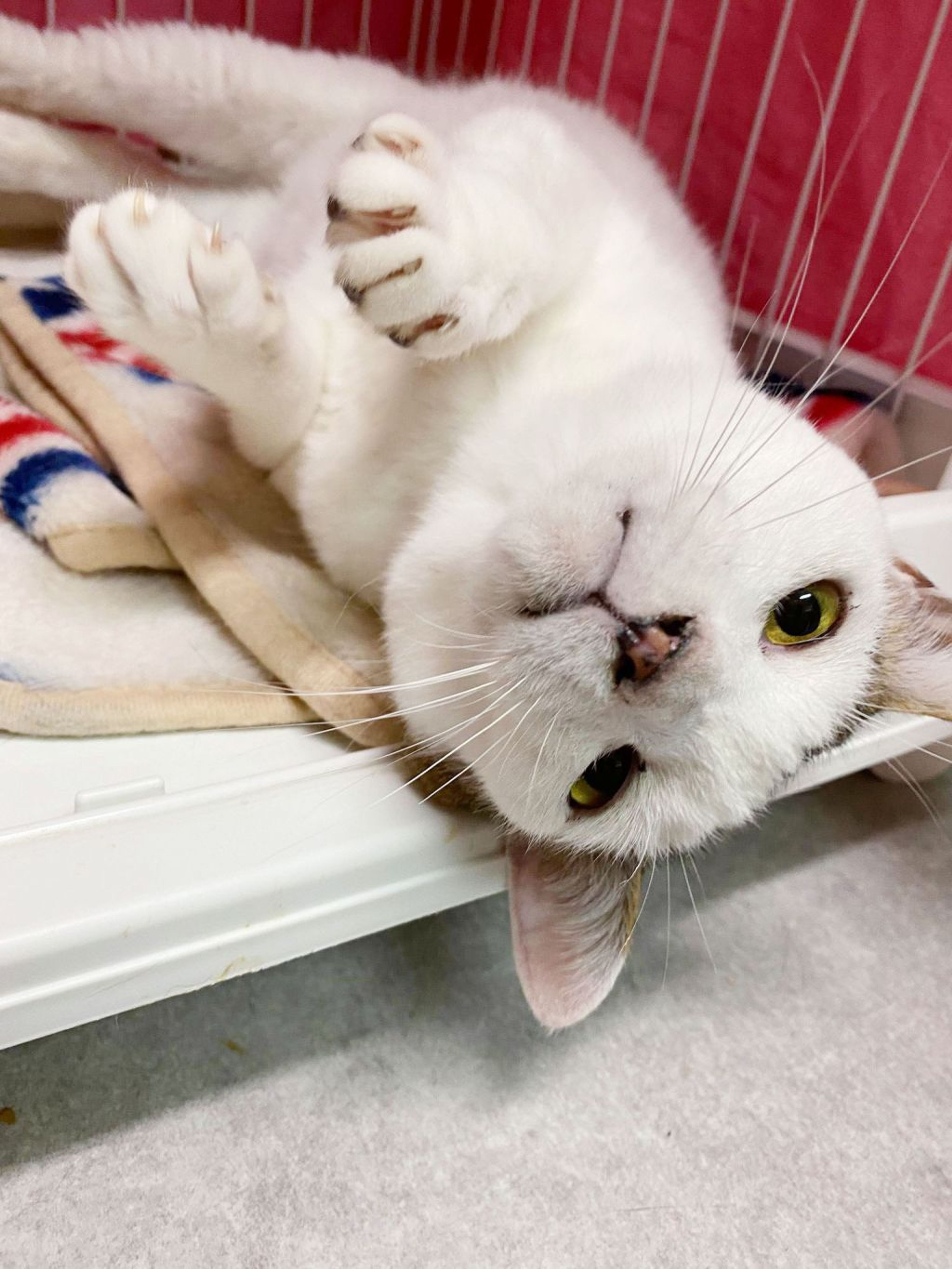 pet-image-2