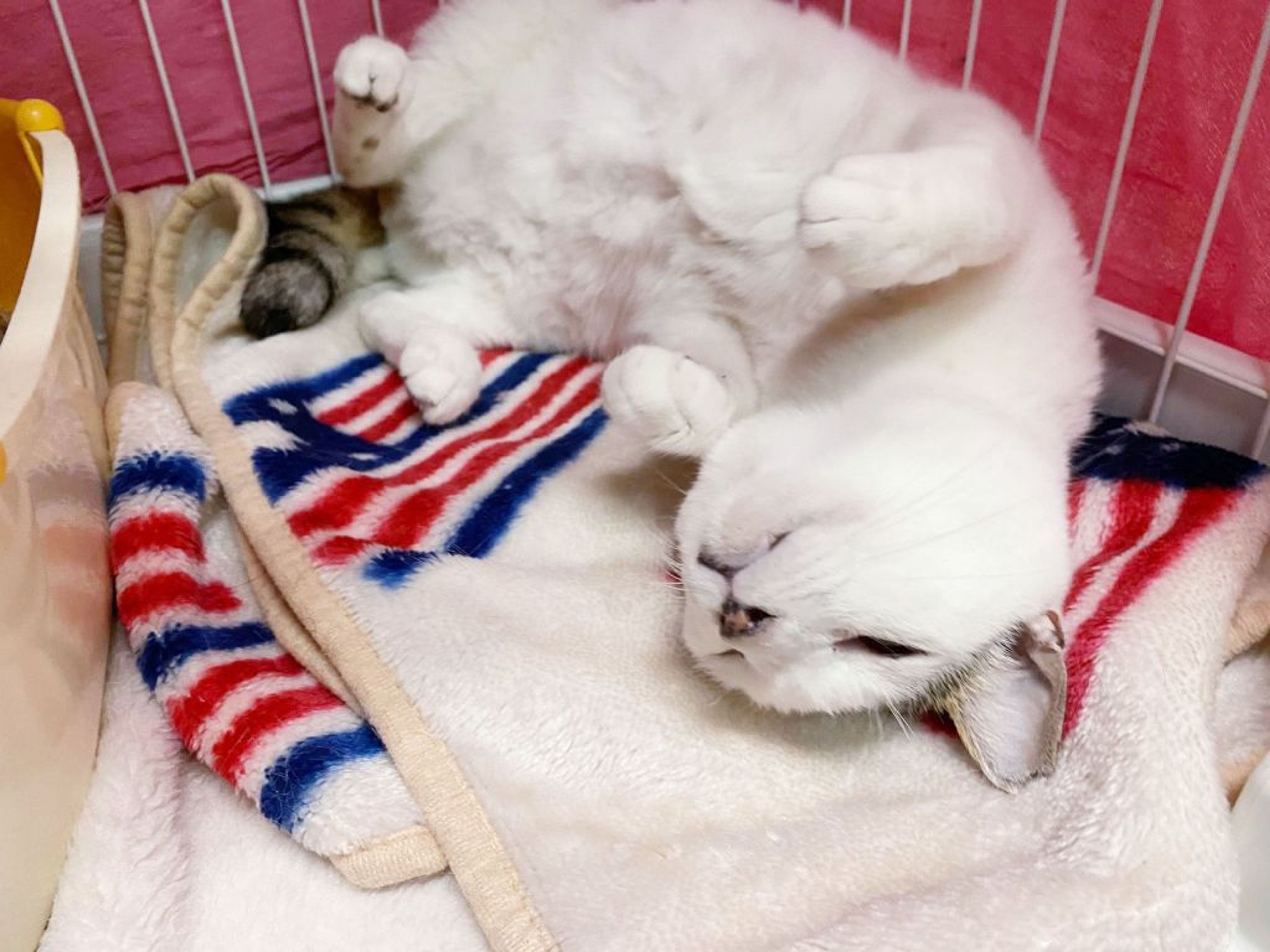pet-image-3