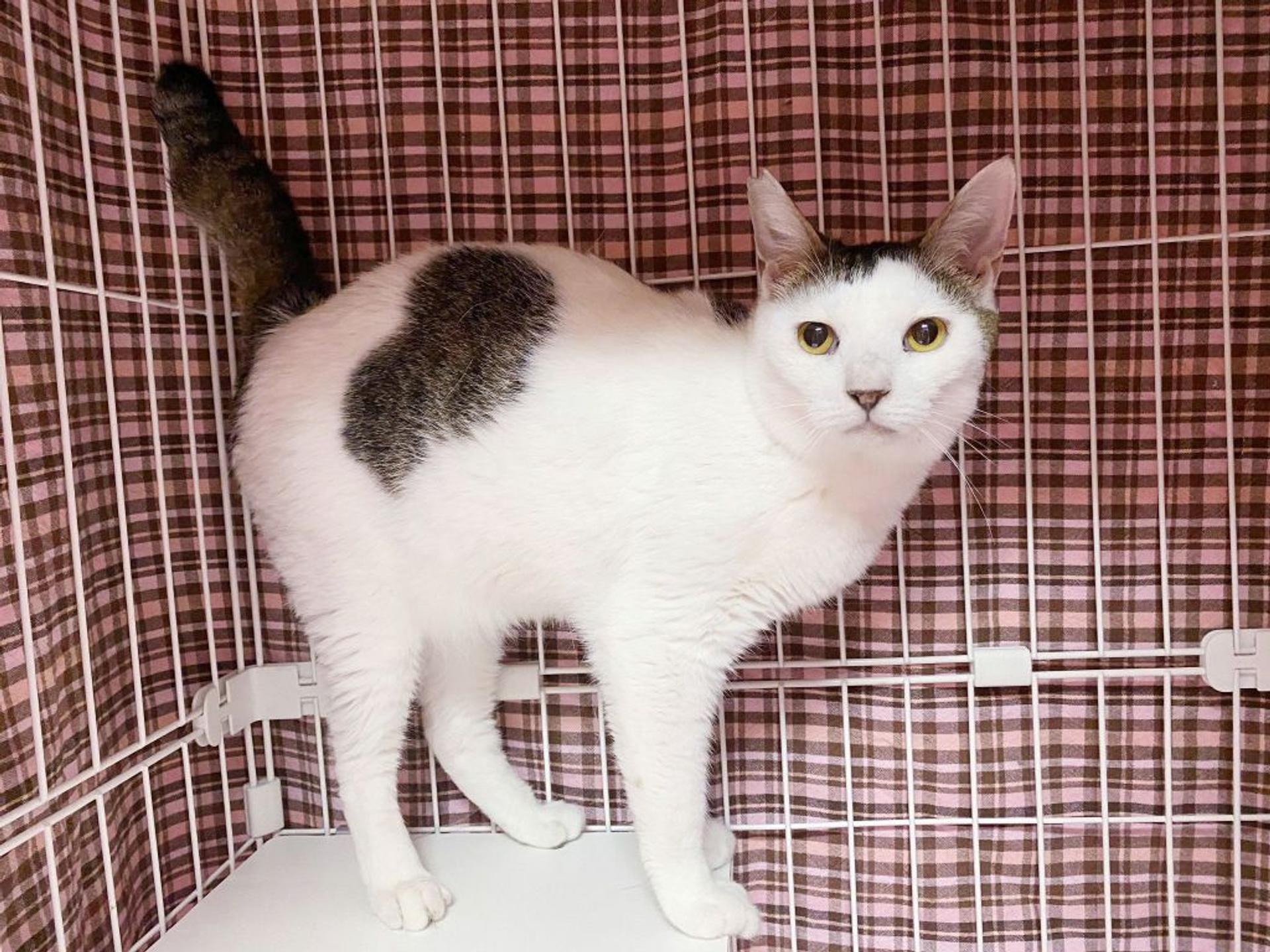 pet-image-5