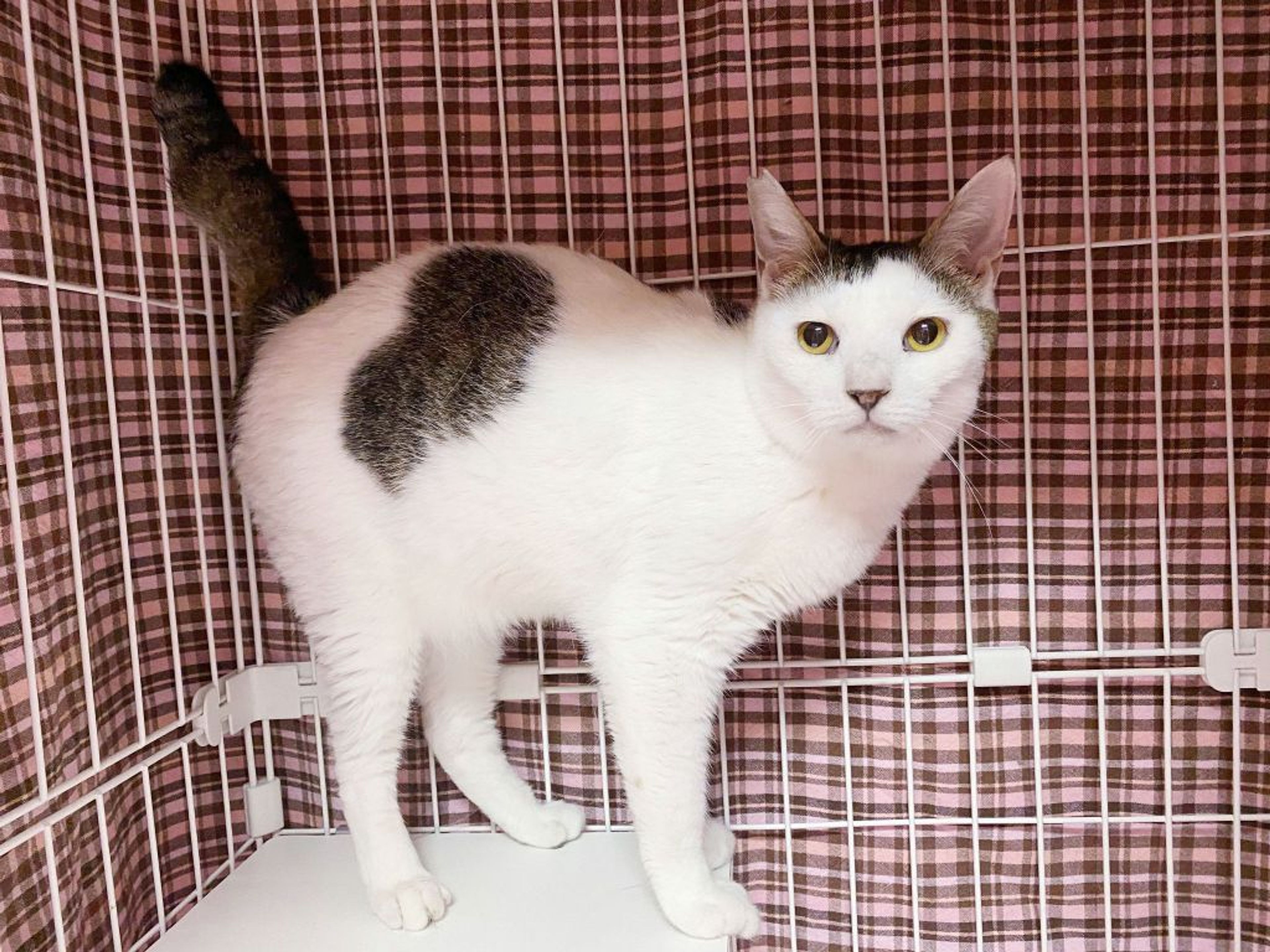 pet-image-5