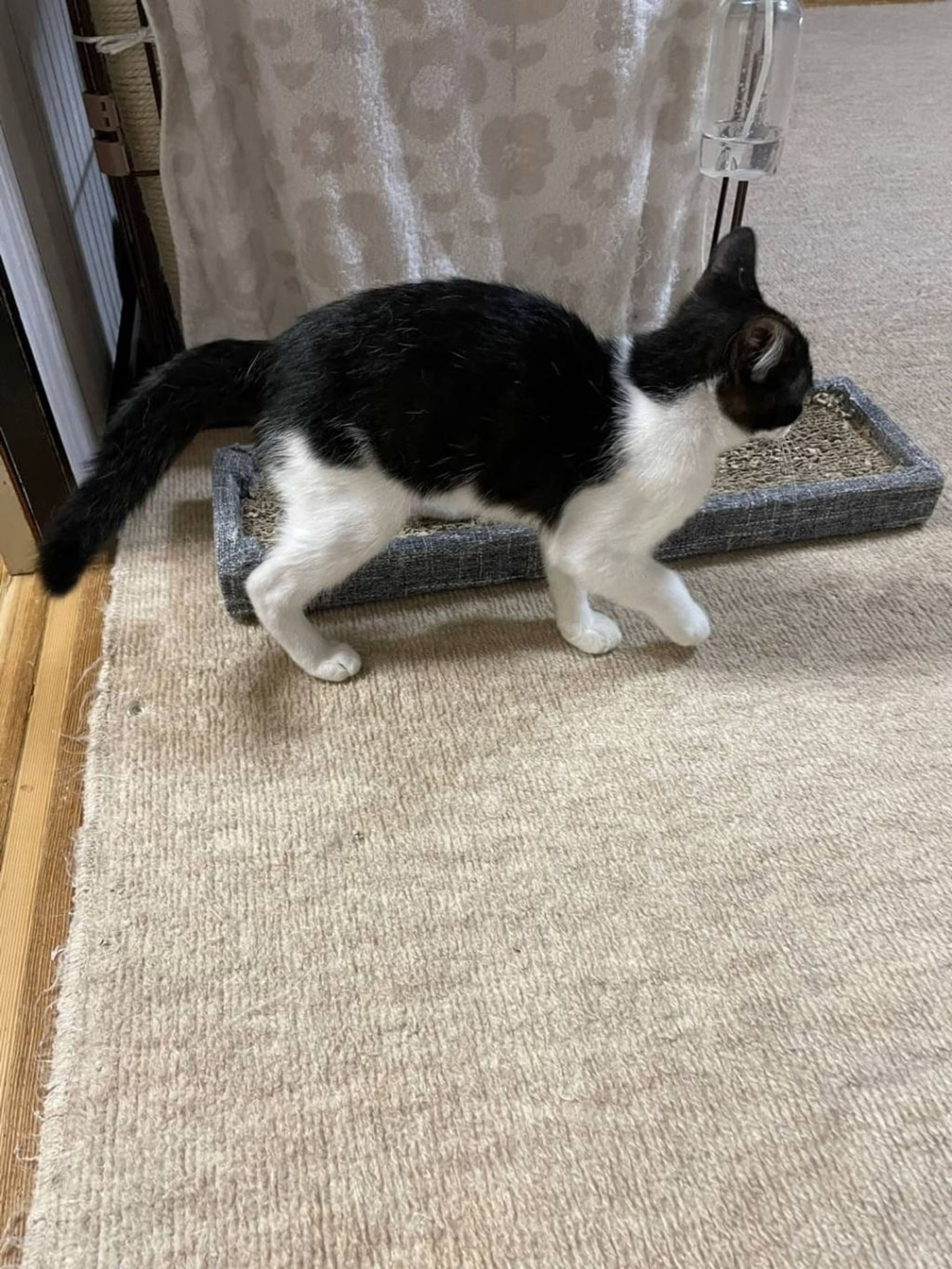 pet-image-2
