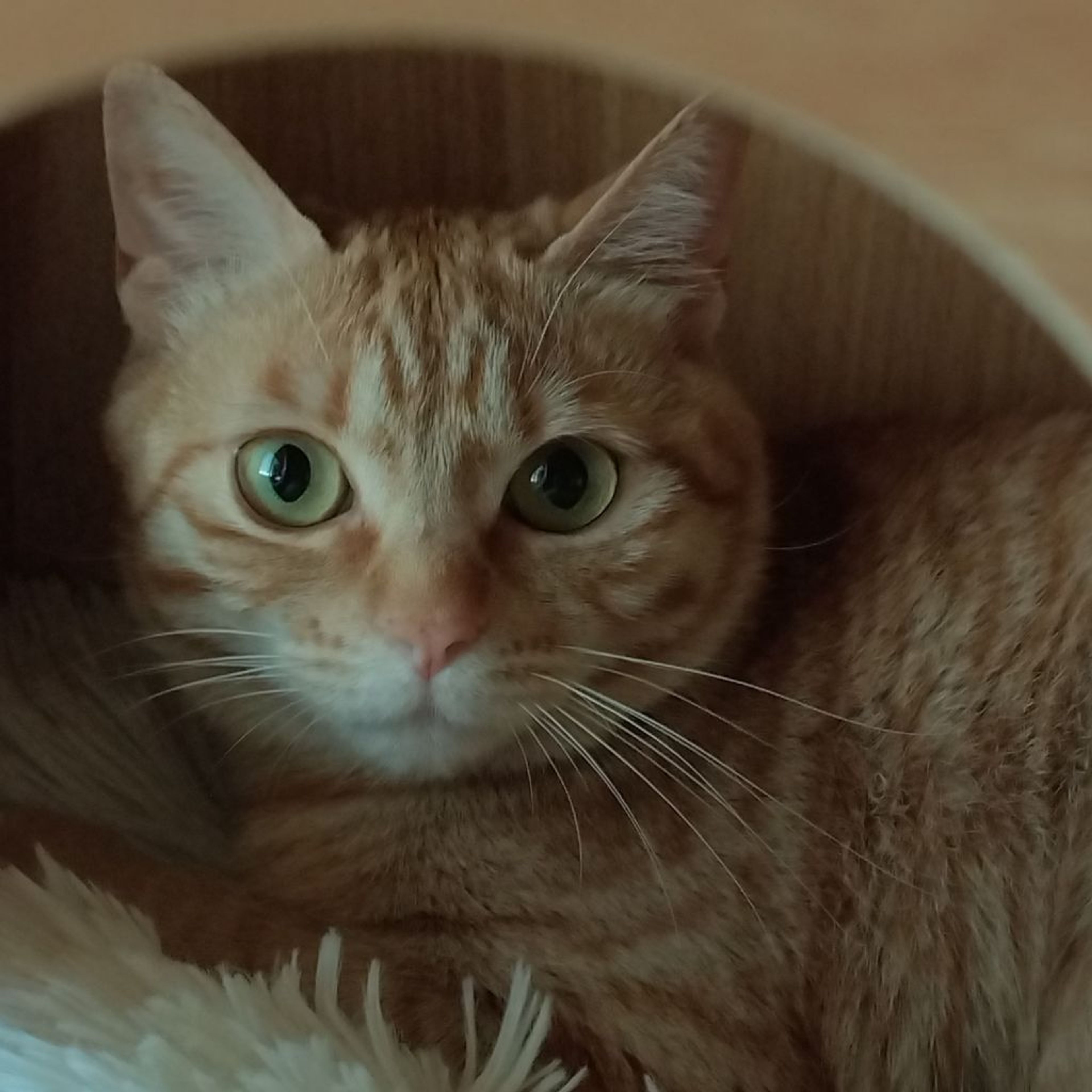 雑種（ミックス猫）・メスの里親募集の写真