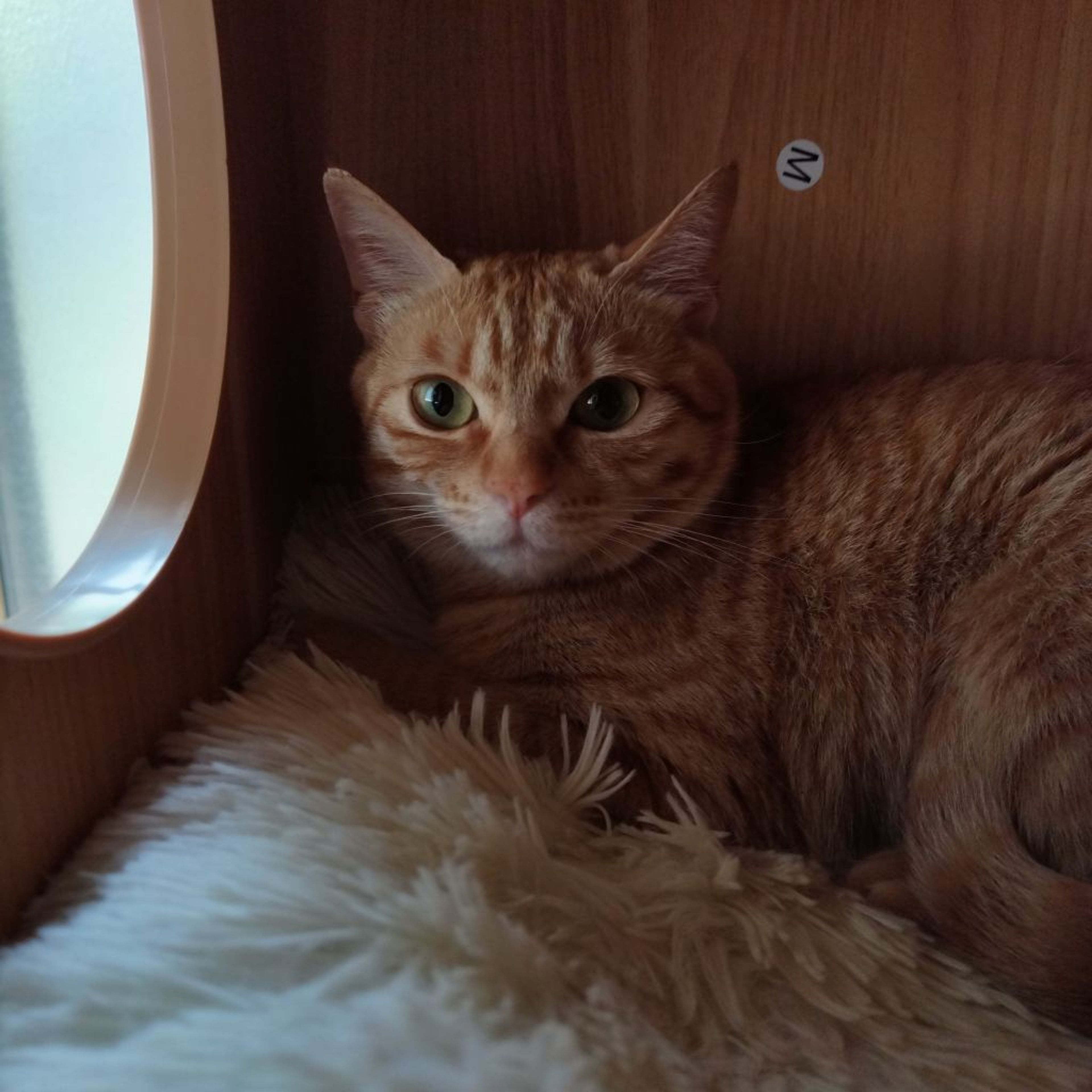 pet-image-2