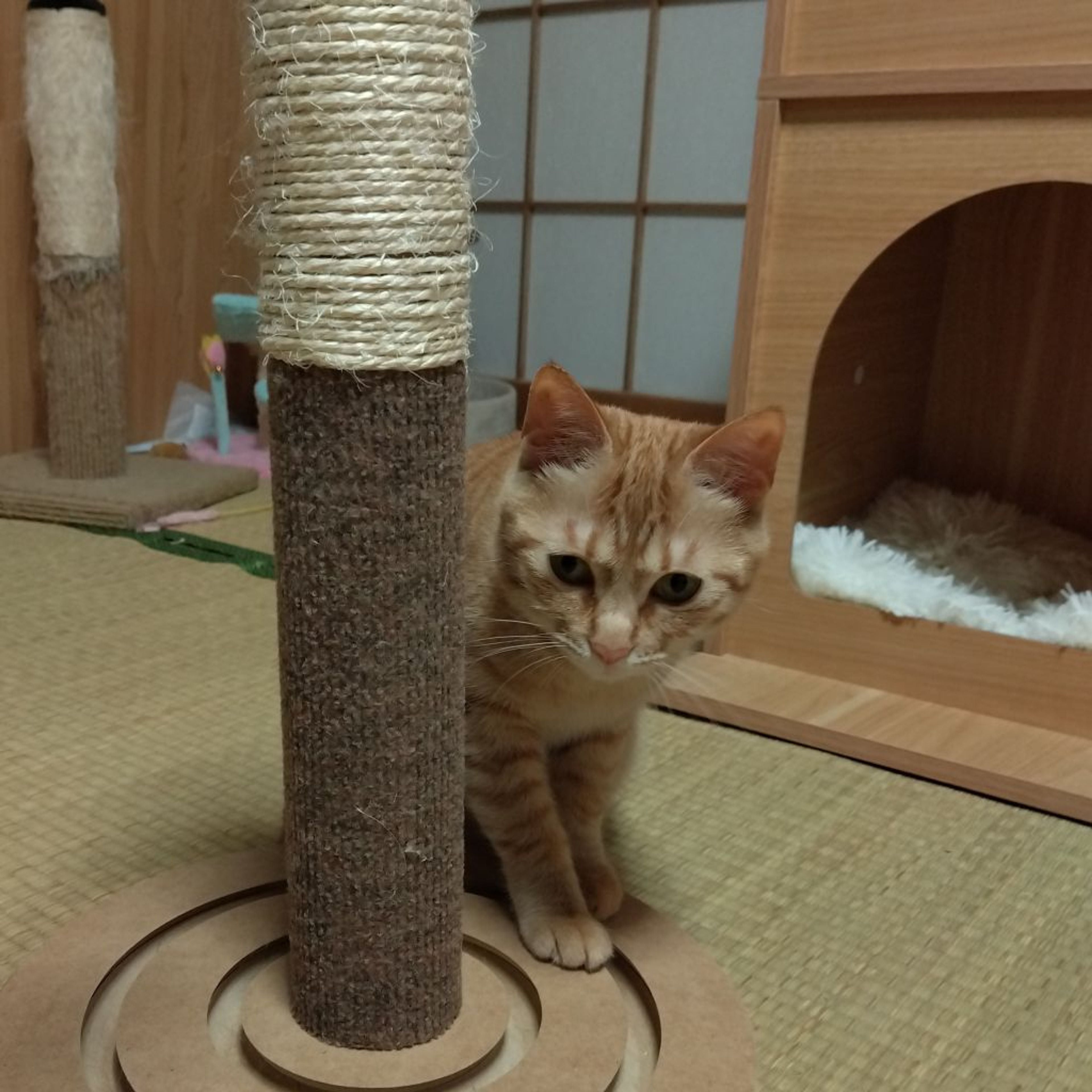 pet-image-3