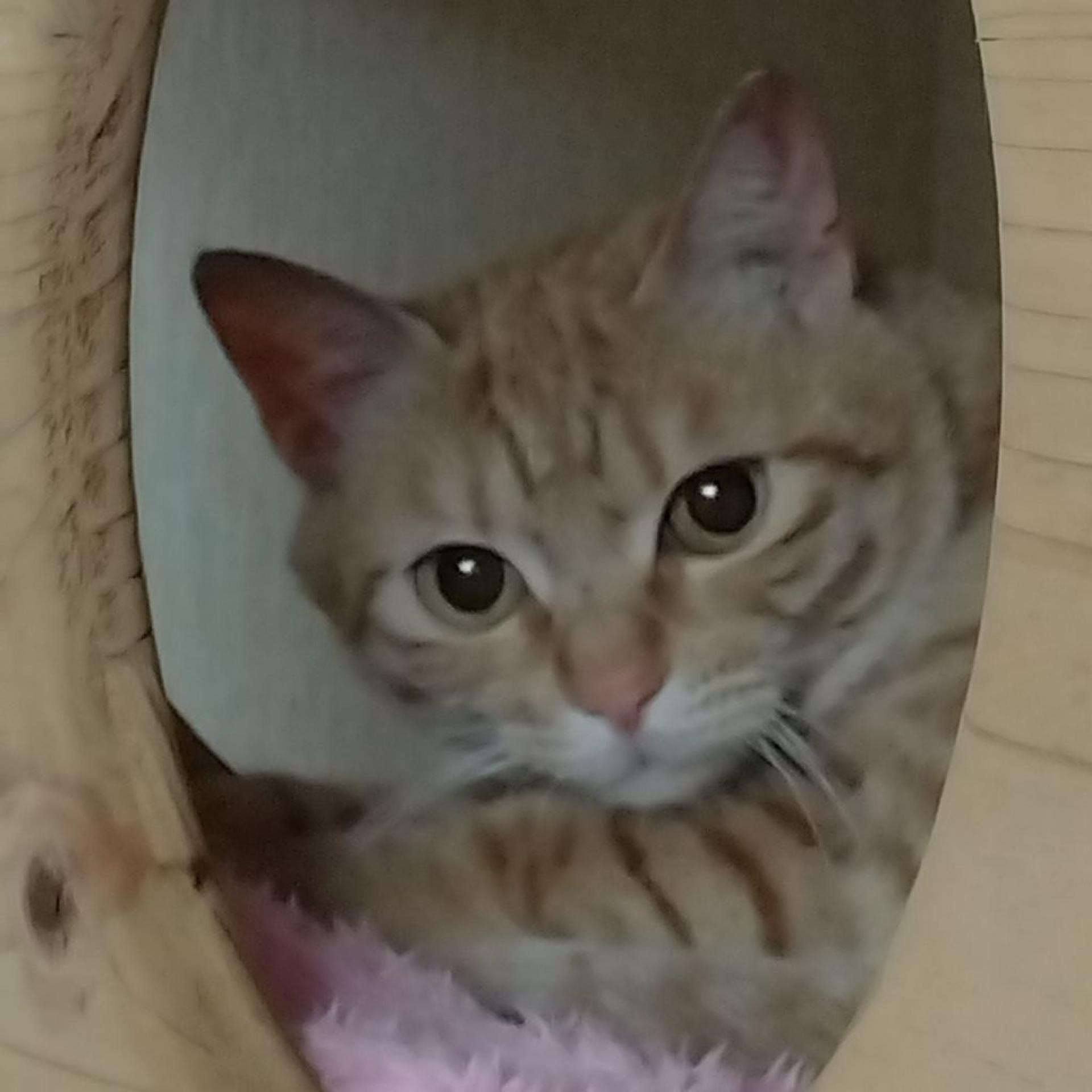 pet-image-5