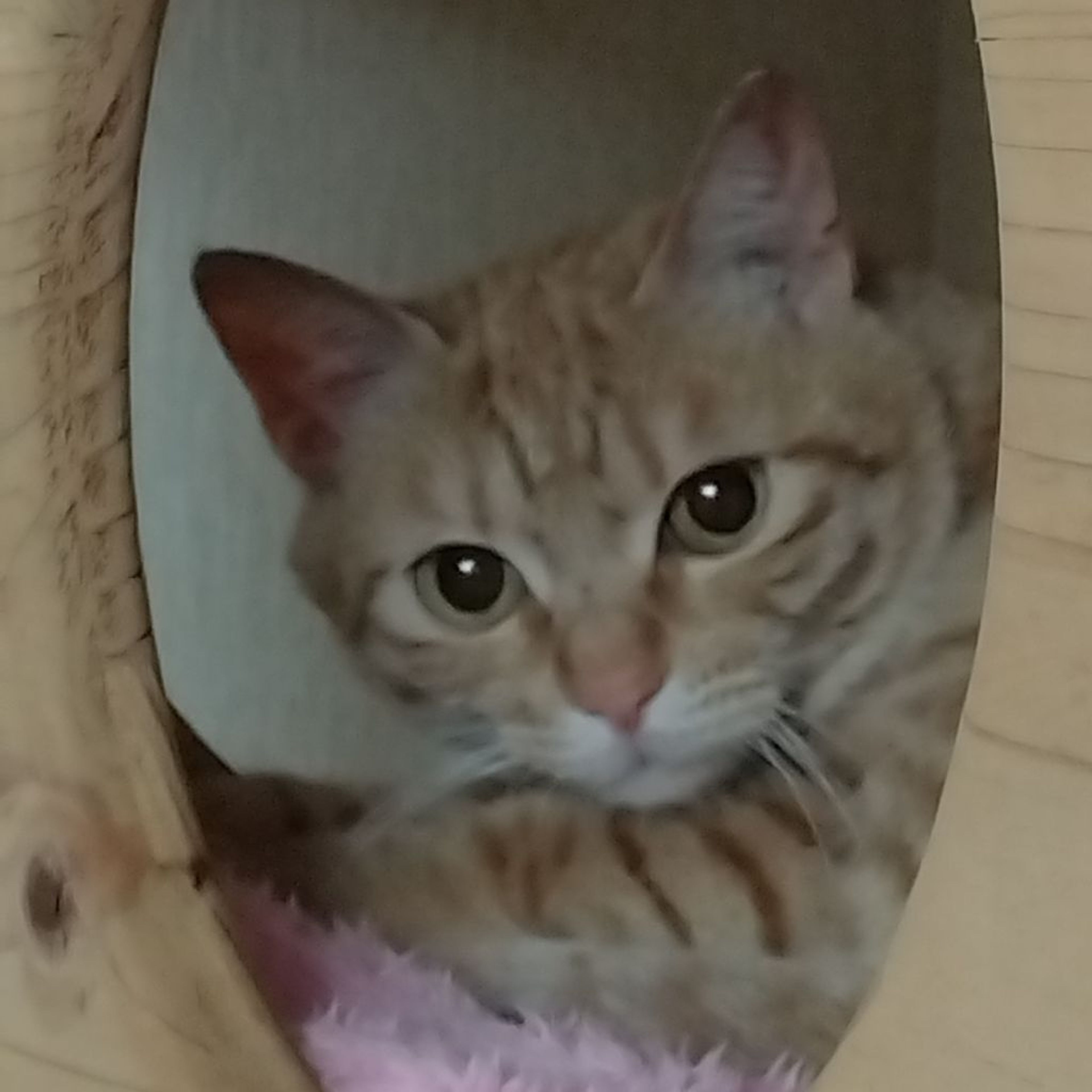 pet-image-5