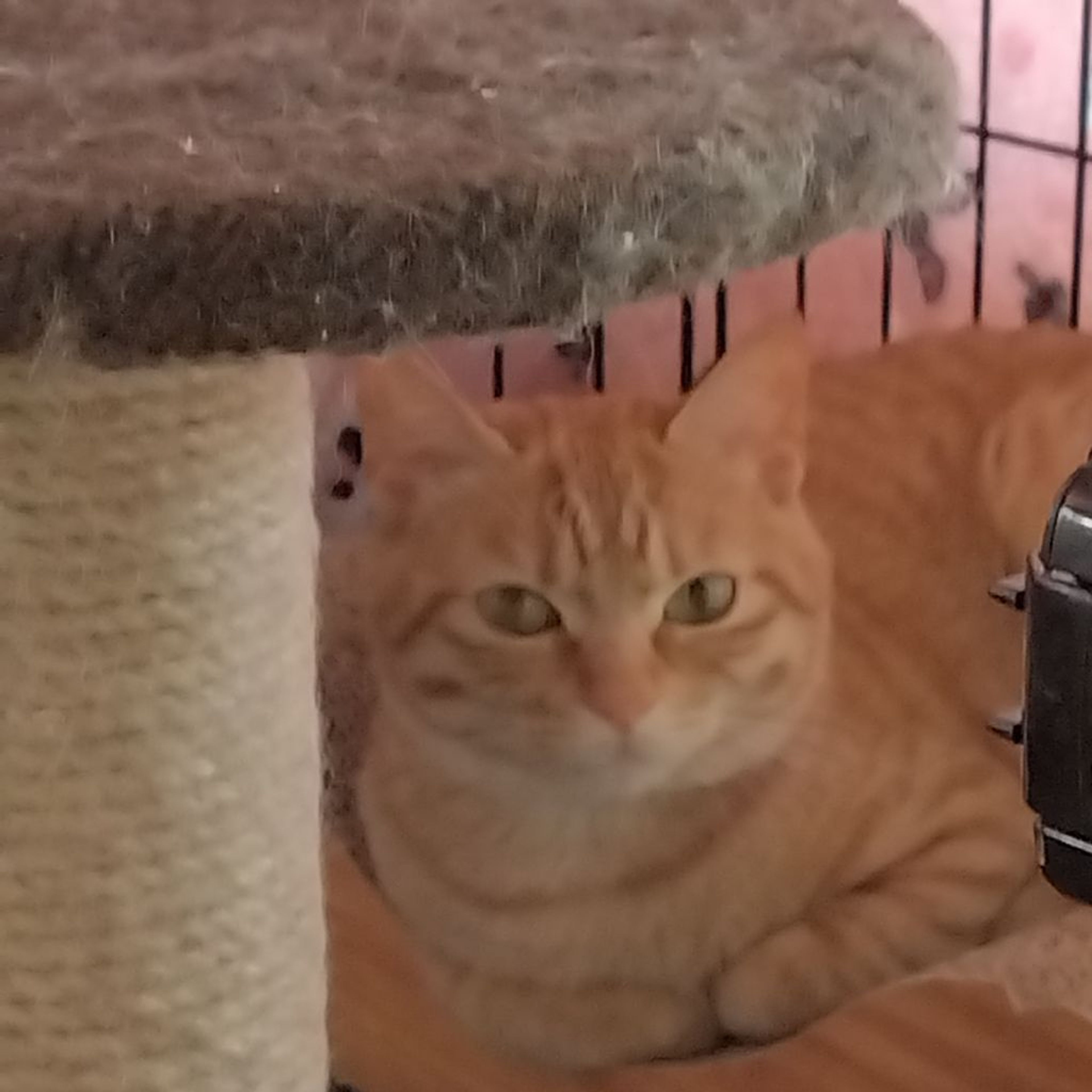 pet-image-6